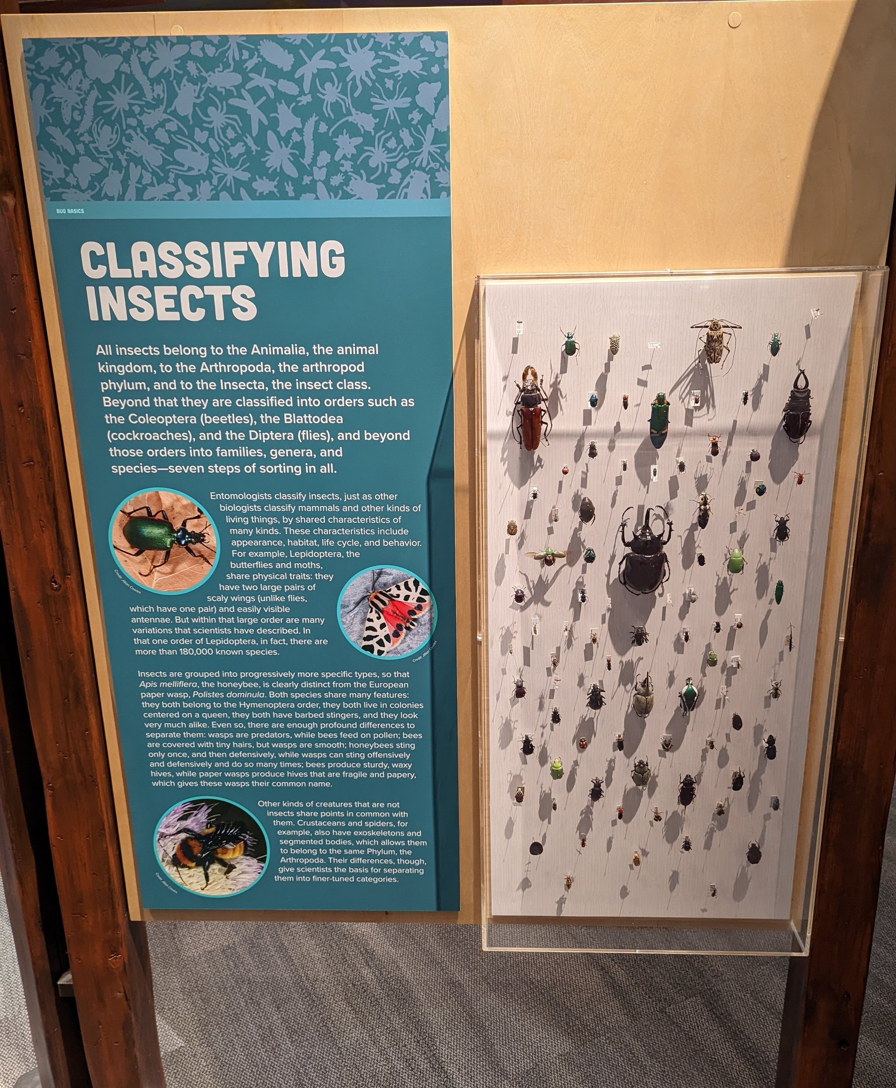 Insect Classification Signage and Display Case