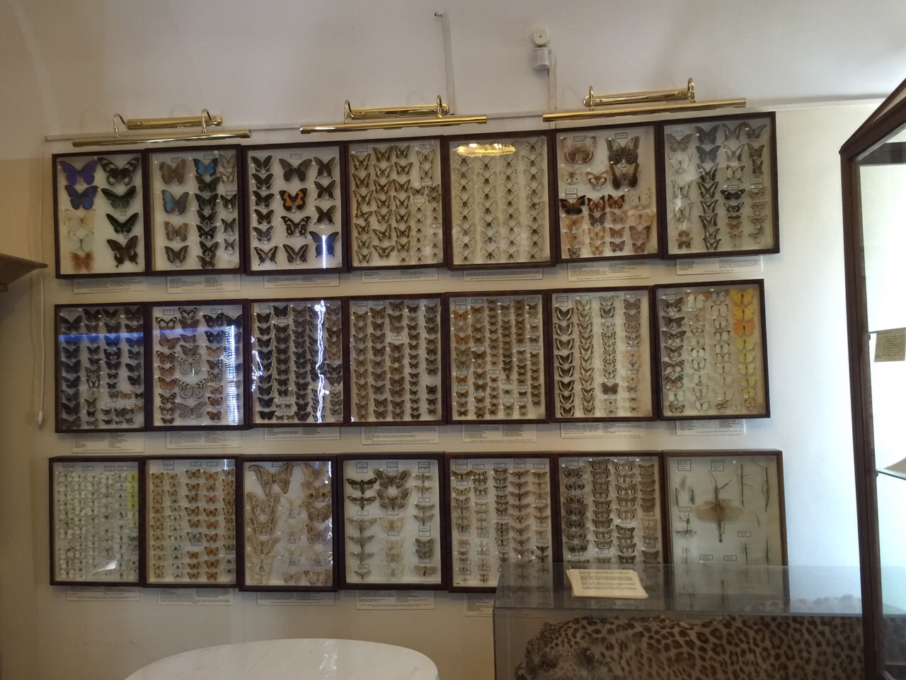 Insect collection