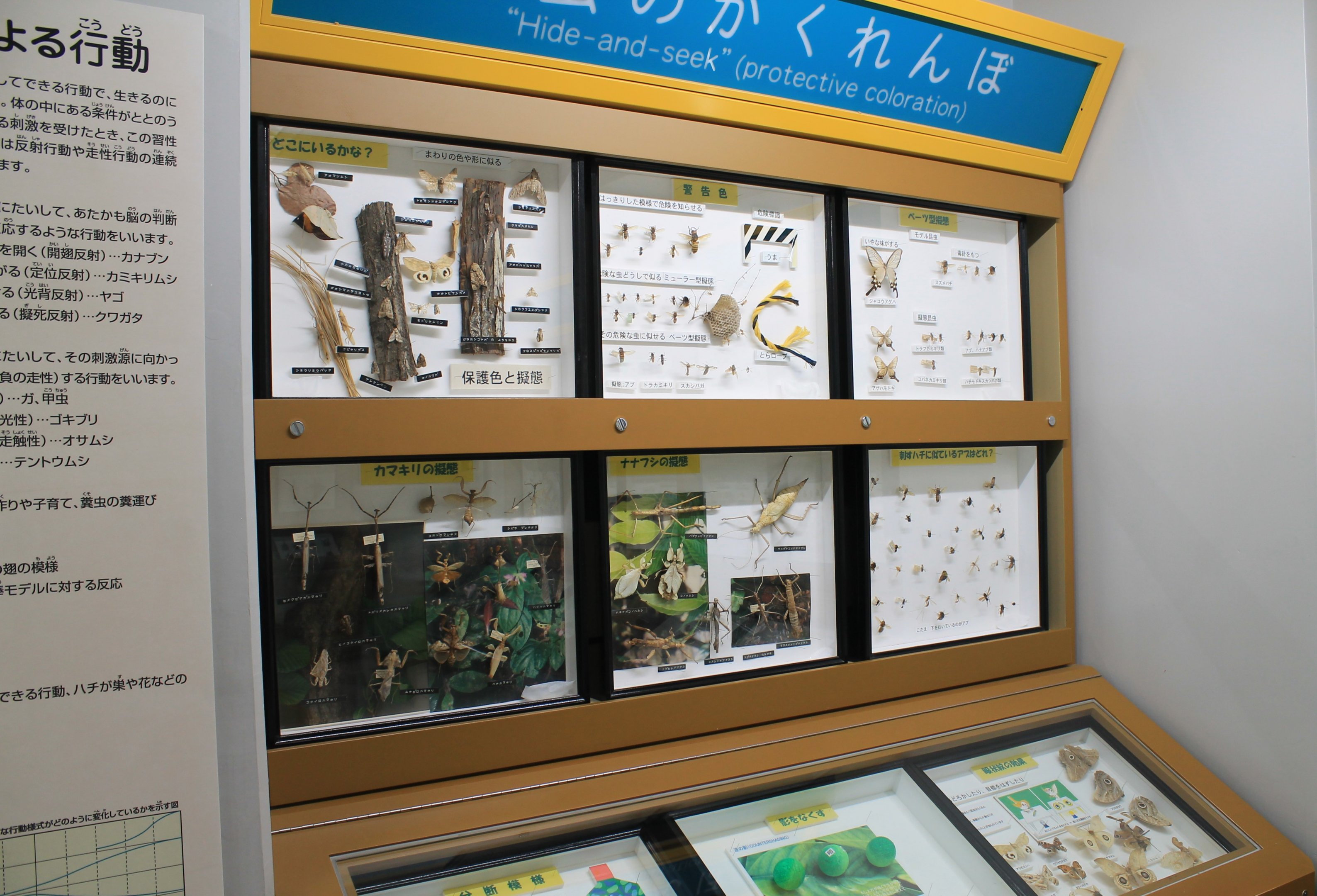 Insect display cases - Insectarium