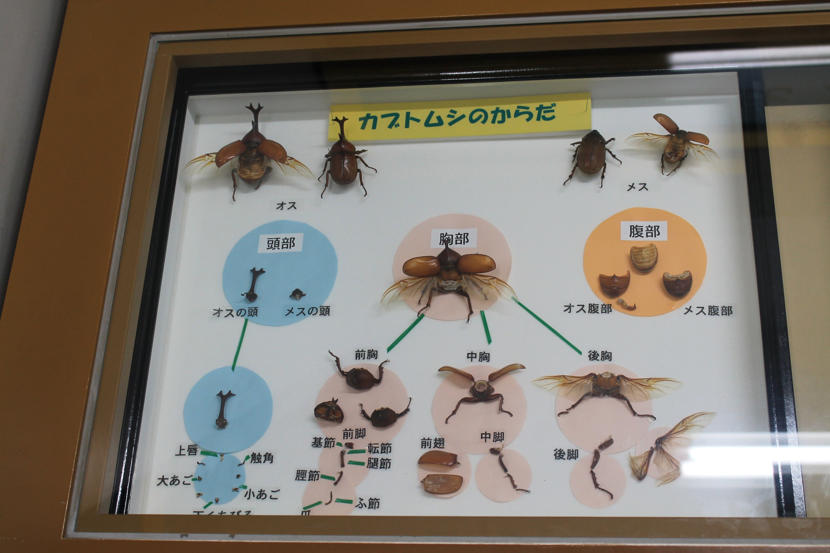 Insect display cases - Insectarium