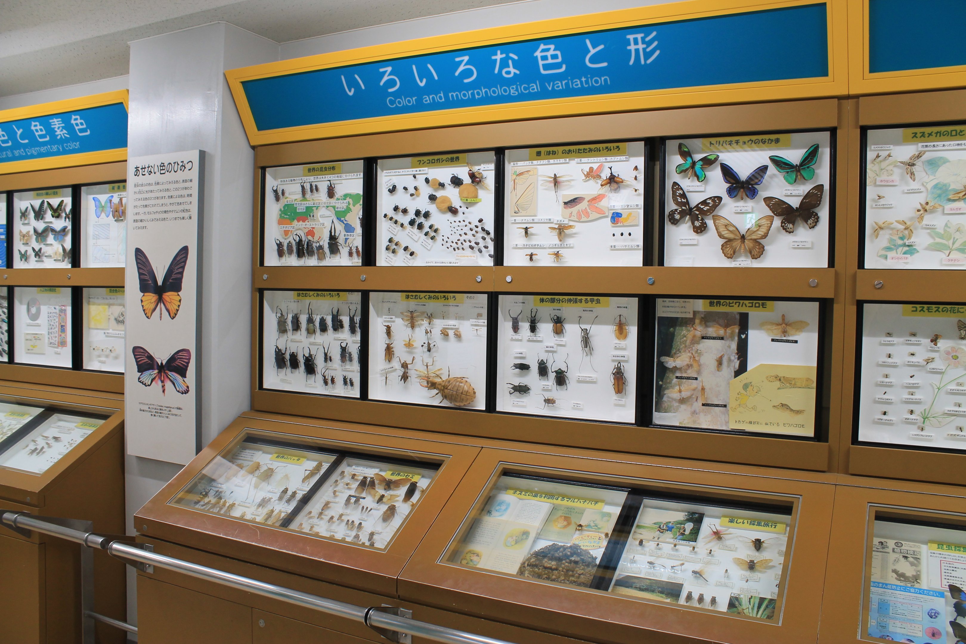 Insect display cases - Insectarium