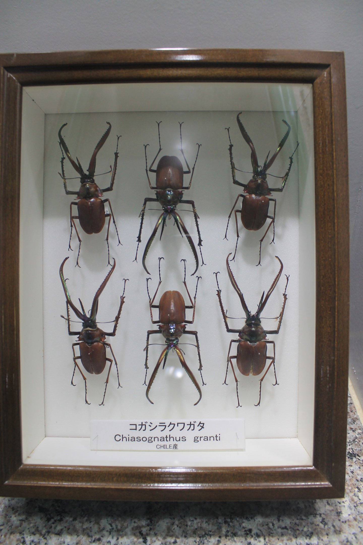 Insect display cases - Insectarium