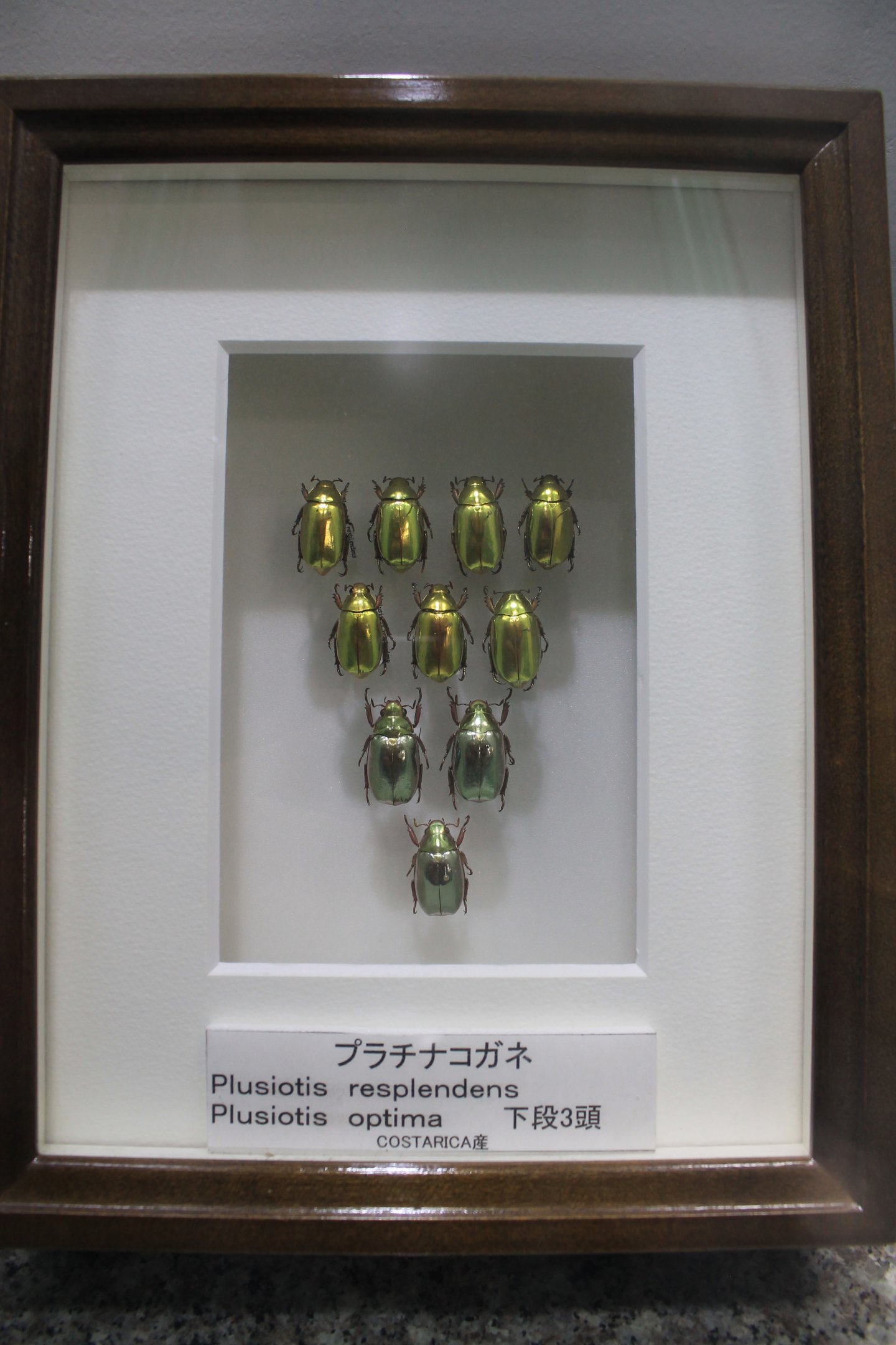 Insect display cases - Insectarium