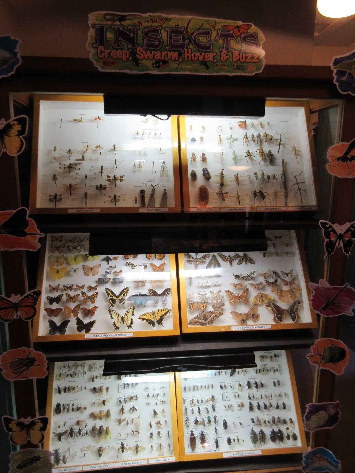 Insect Display