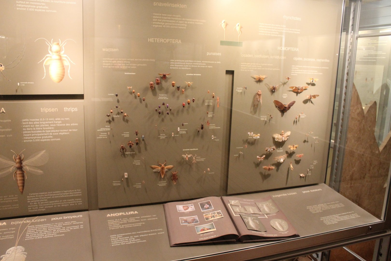 Insect-display