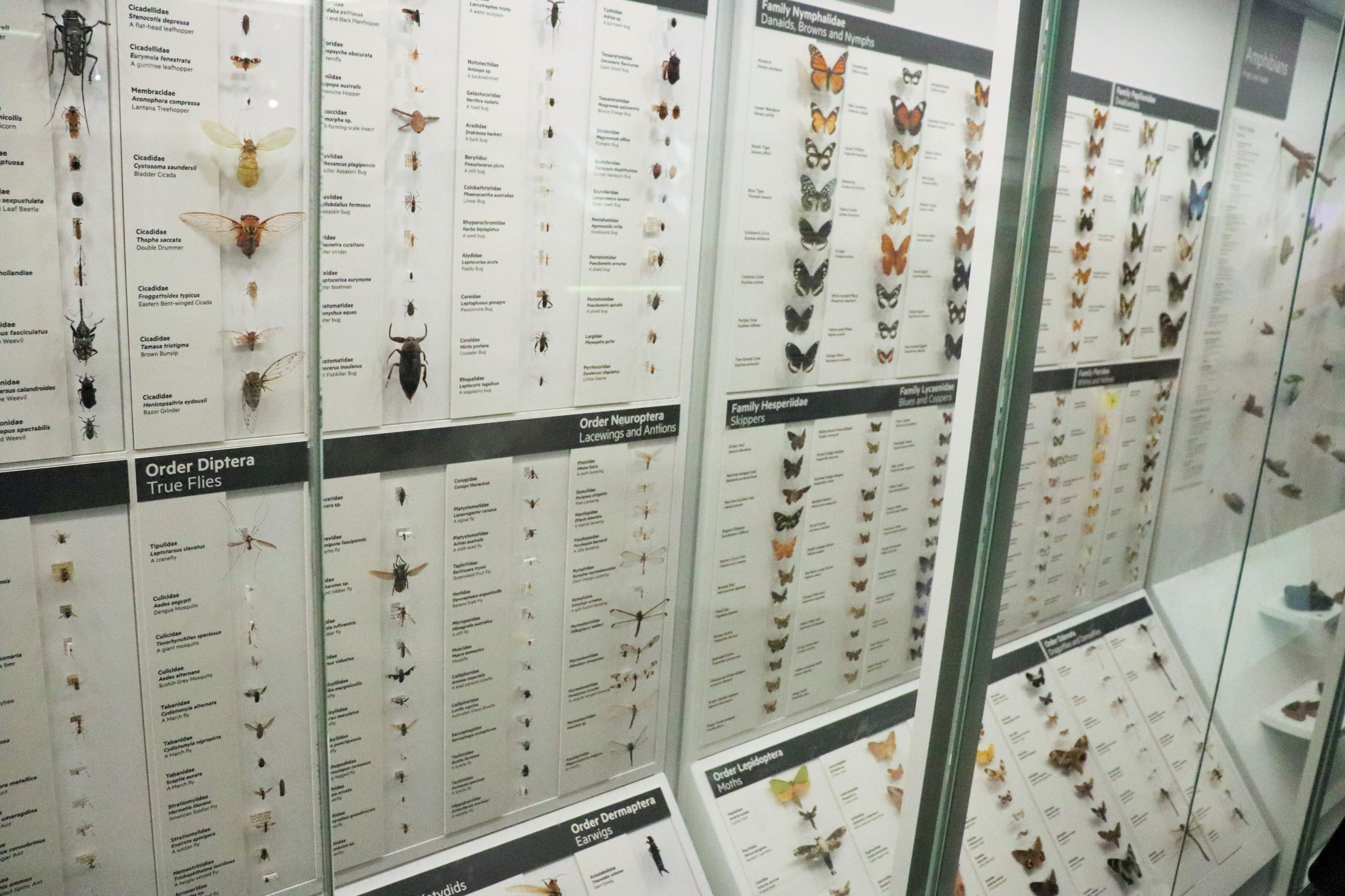 Insect Display