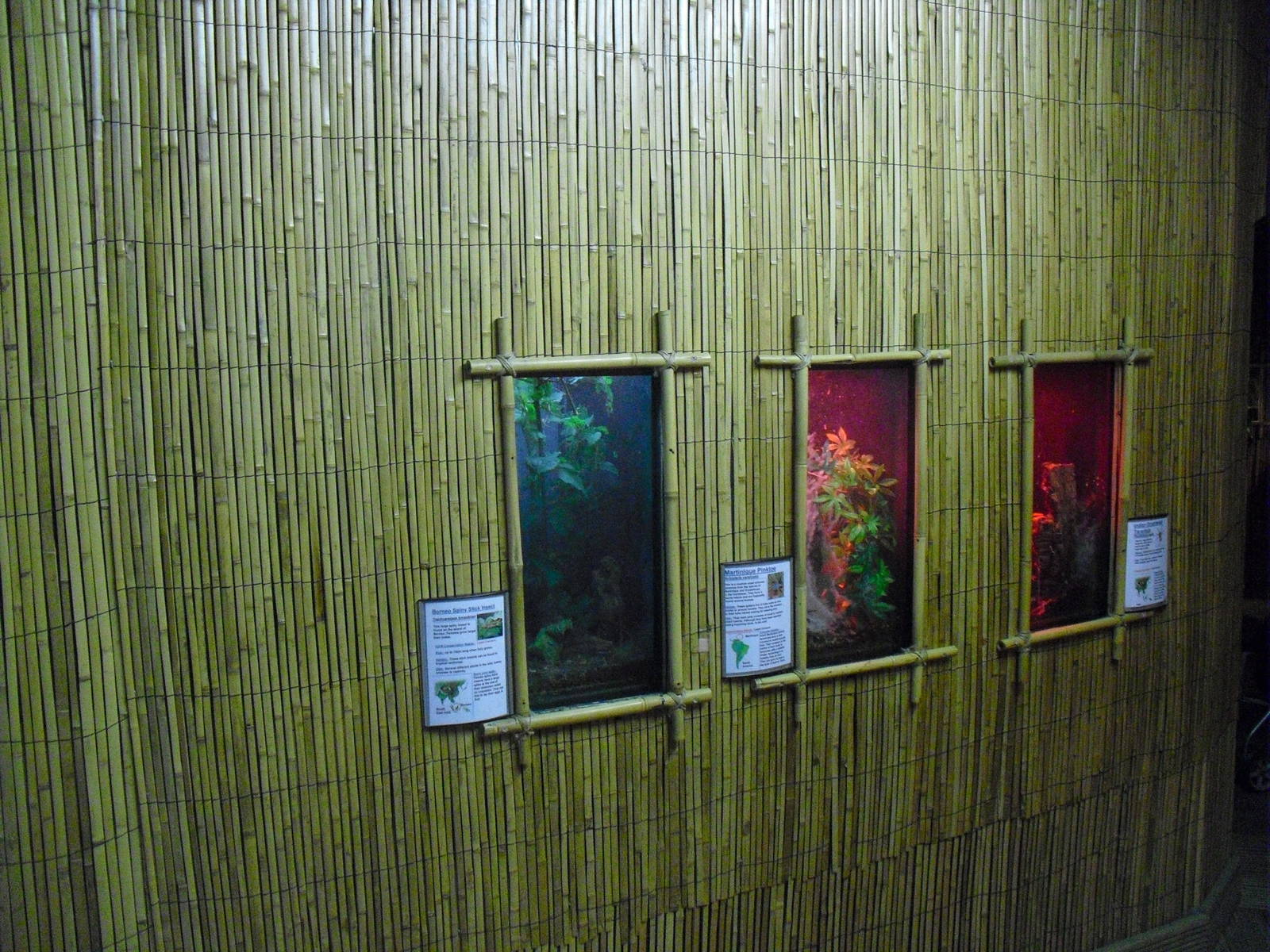 Insect Displays - 12/10/2011