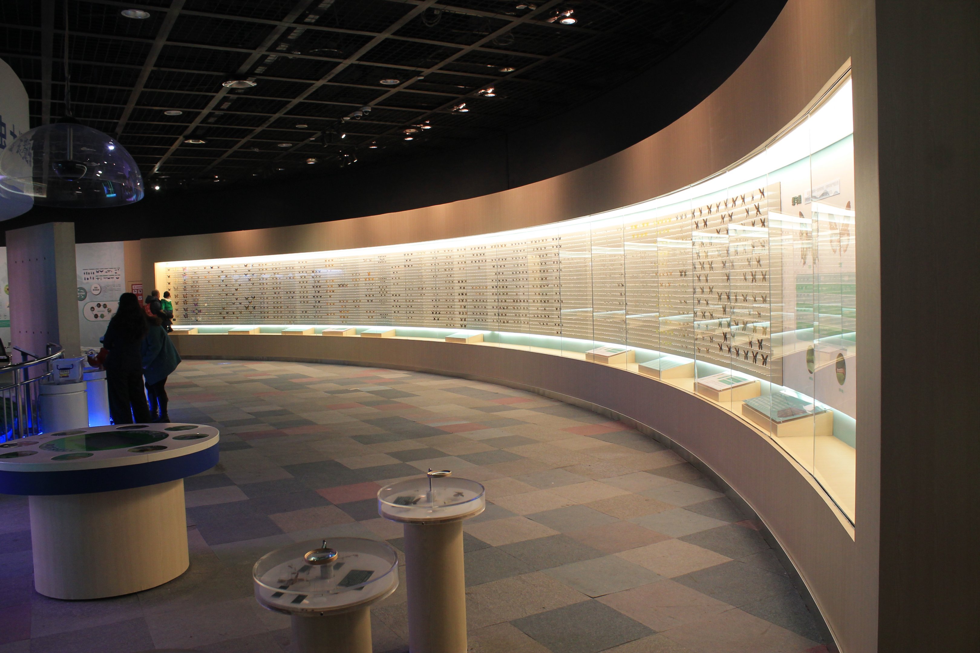 Insect displays - Shaanxi Nature Museum