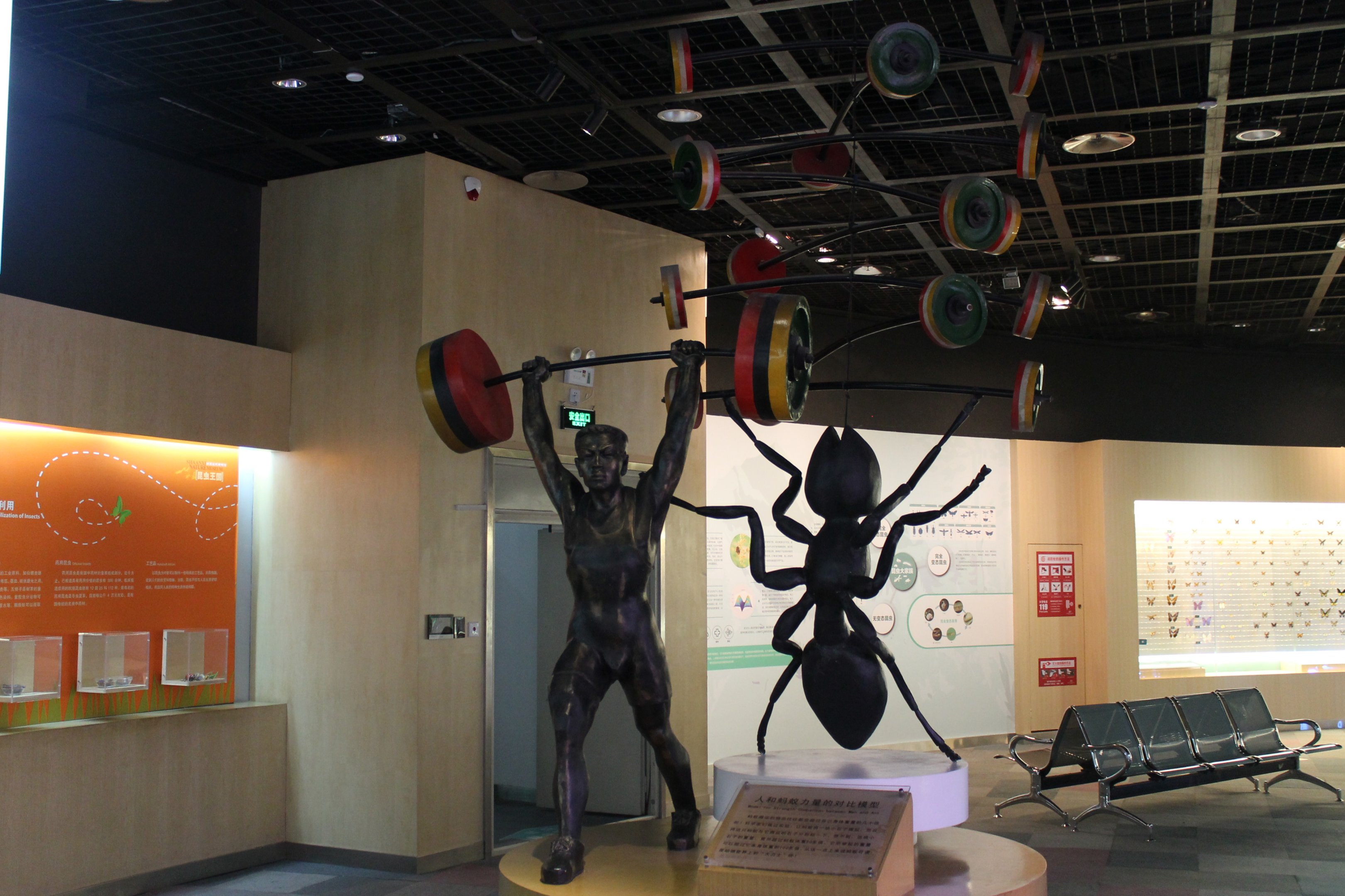 Insect displays - Shaanxi Nature Museum