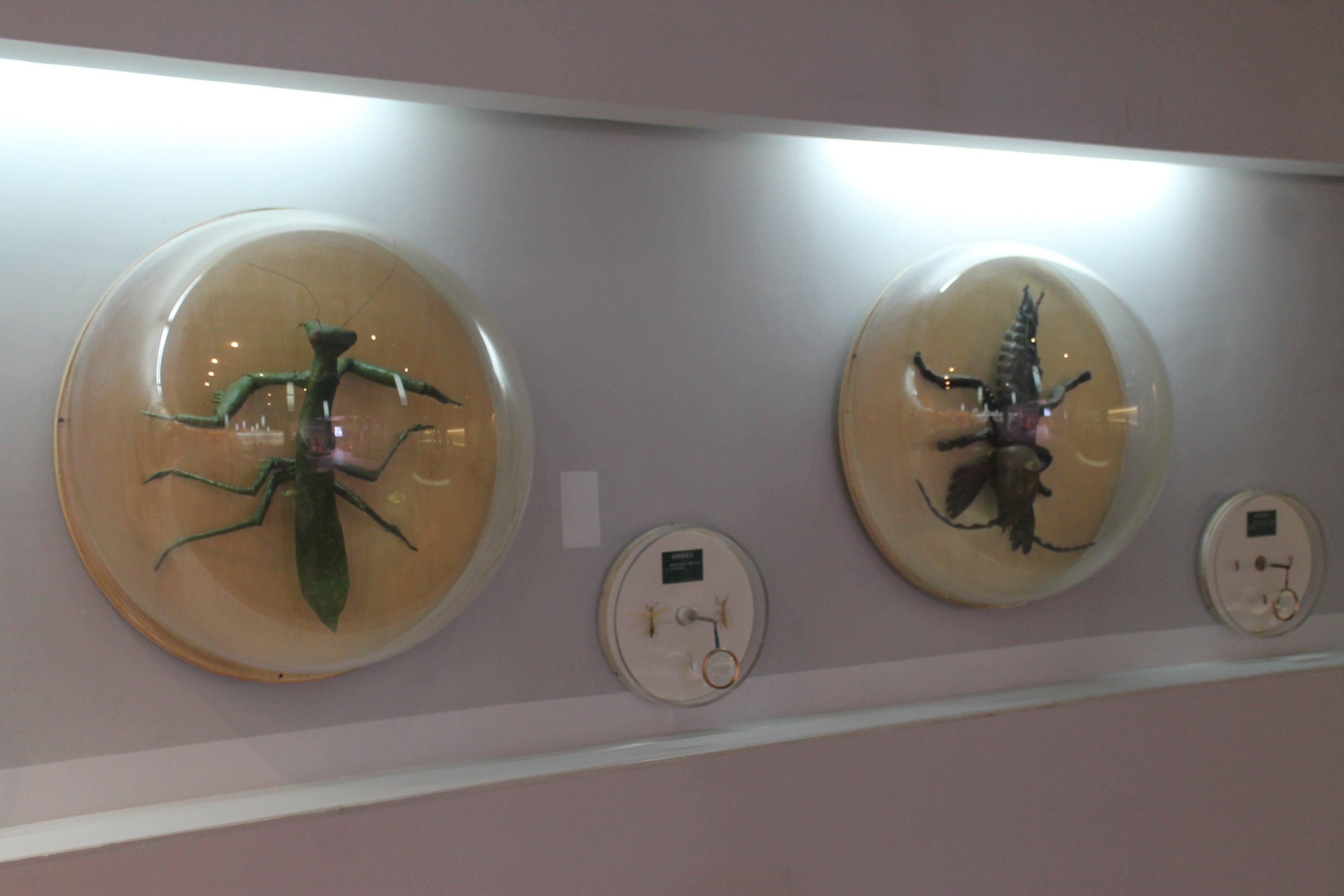 Insect displays - Shaanxi Nature Museum