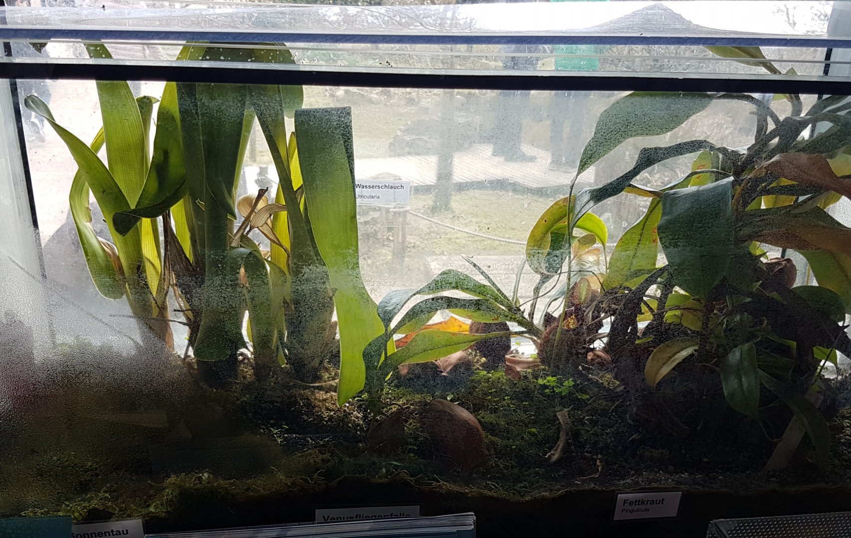 Insect-eating plants