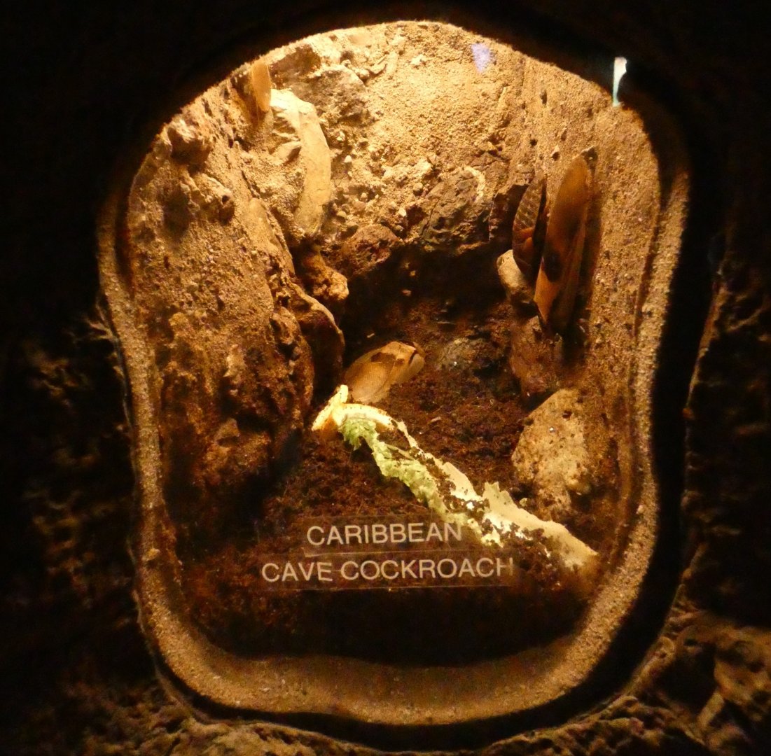 Insect enclosure example