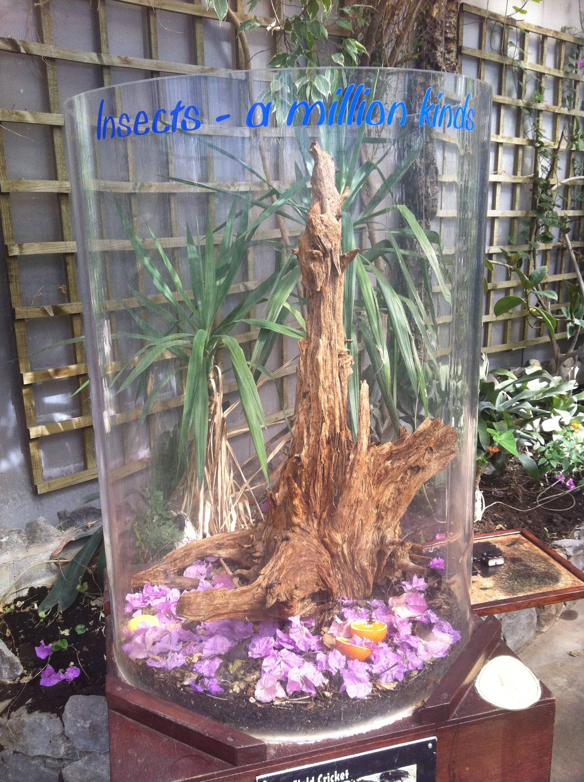 Insect Exhibit - 24th April 2011