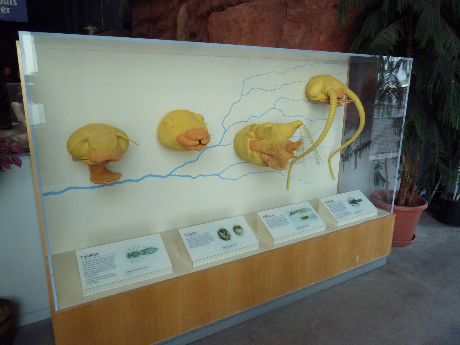 Insect Exhibit