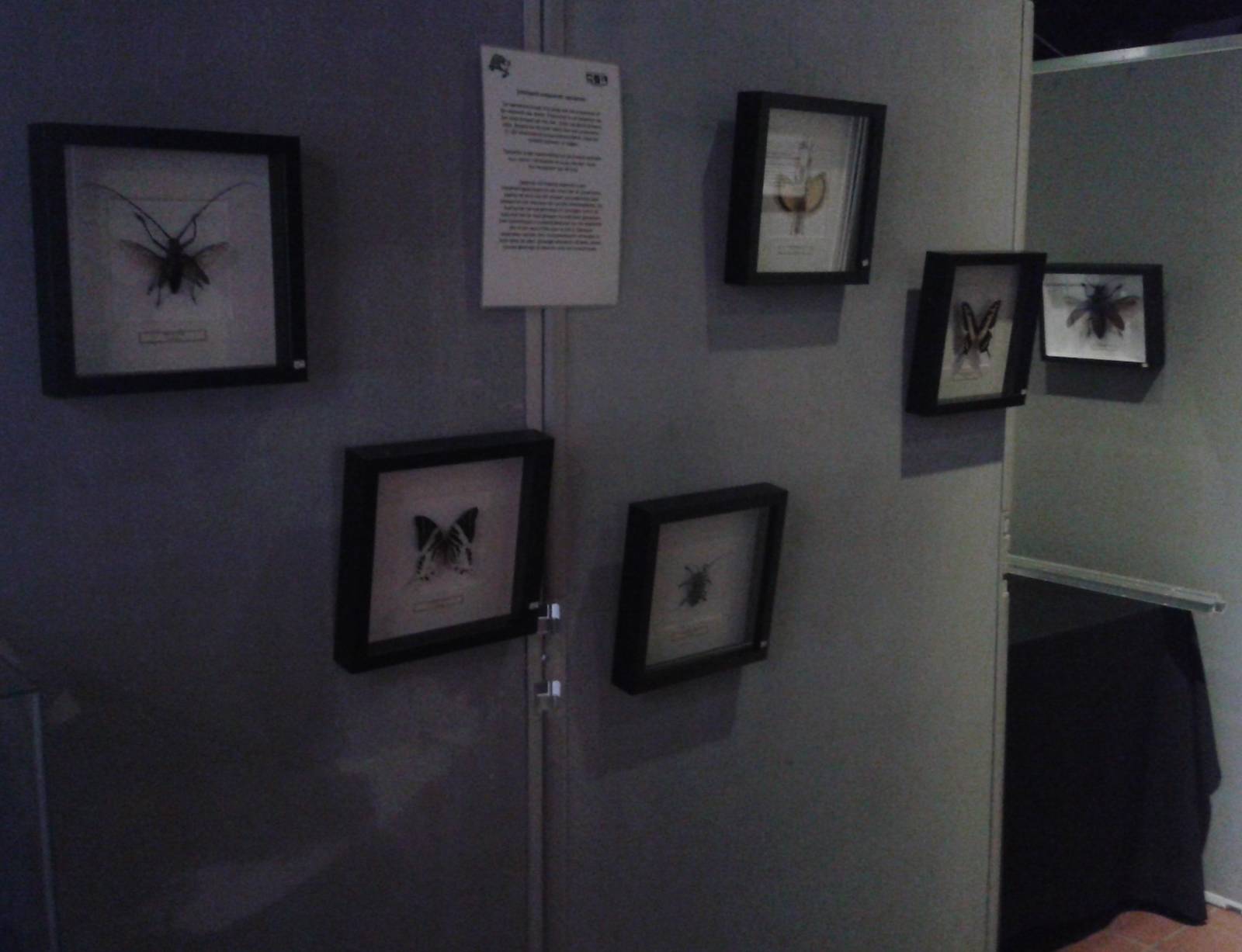 Insect exibition