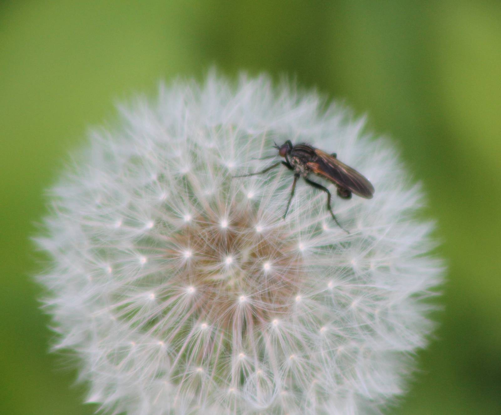 insect - fly ?