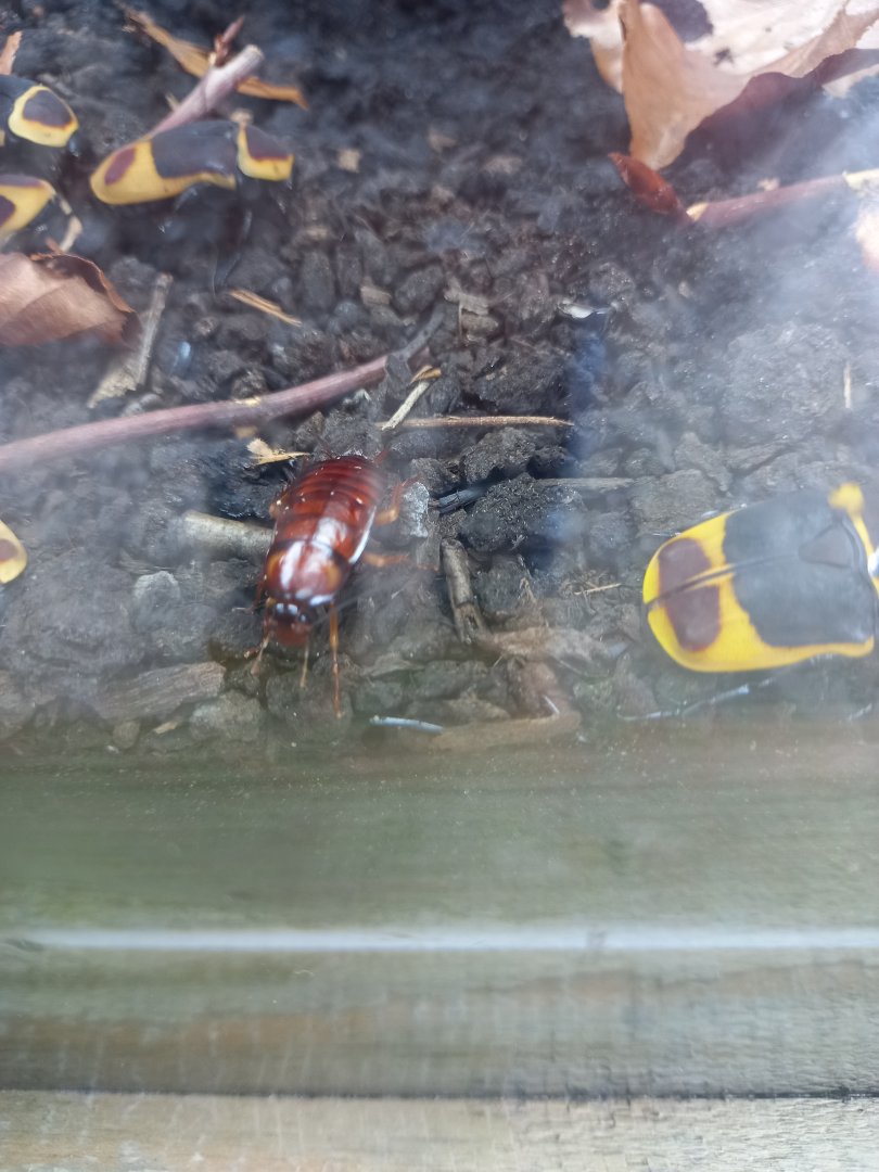 Insect for ID - Lakeland Wildlife Oasis, Milnthorpe, UK