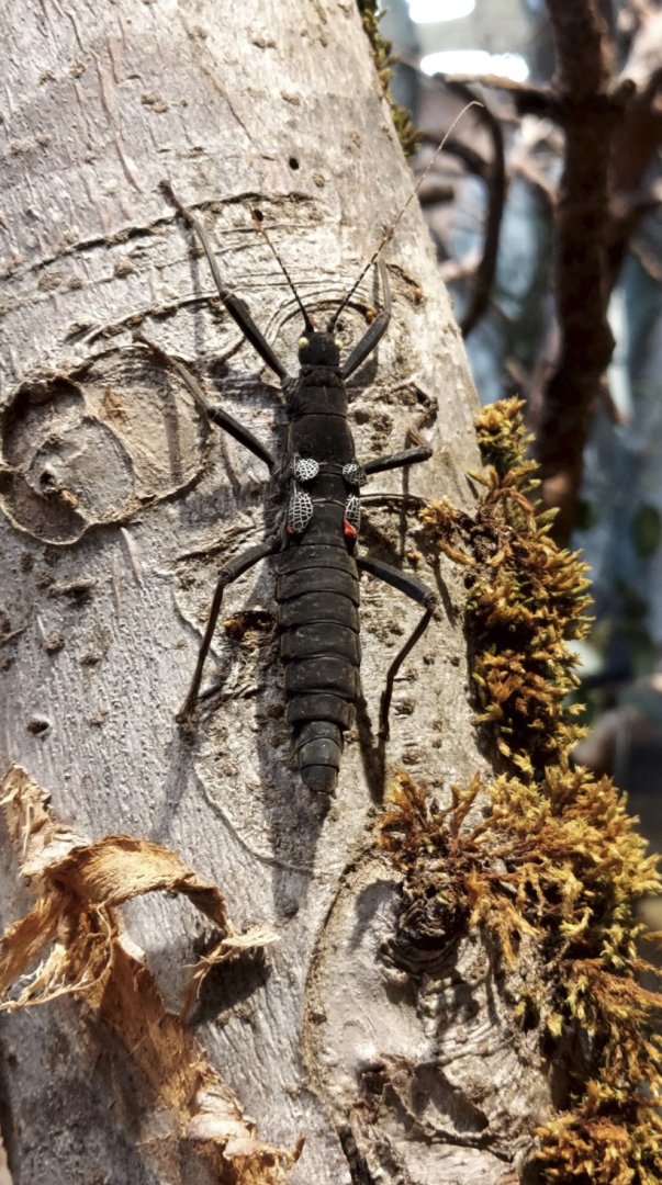 Insect Forest black beauty stick insect