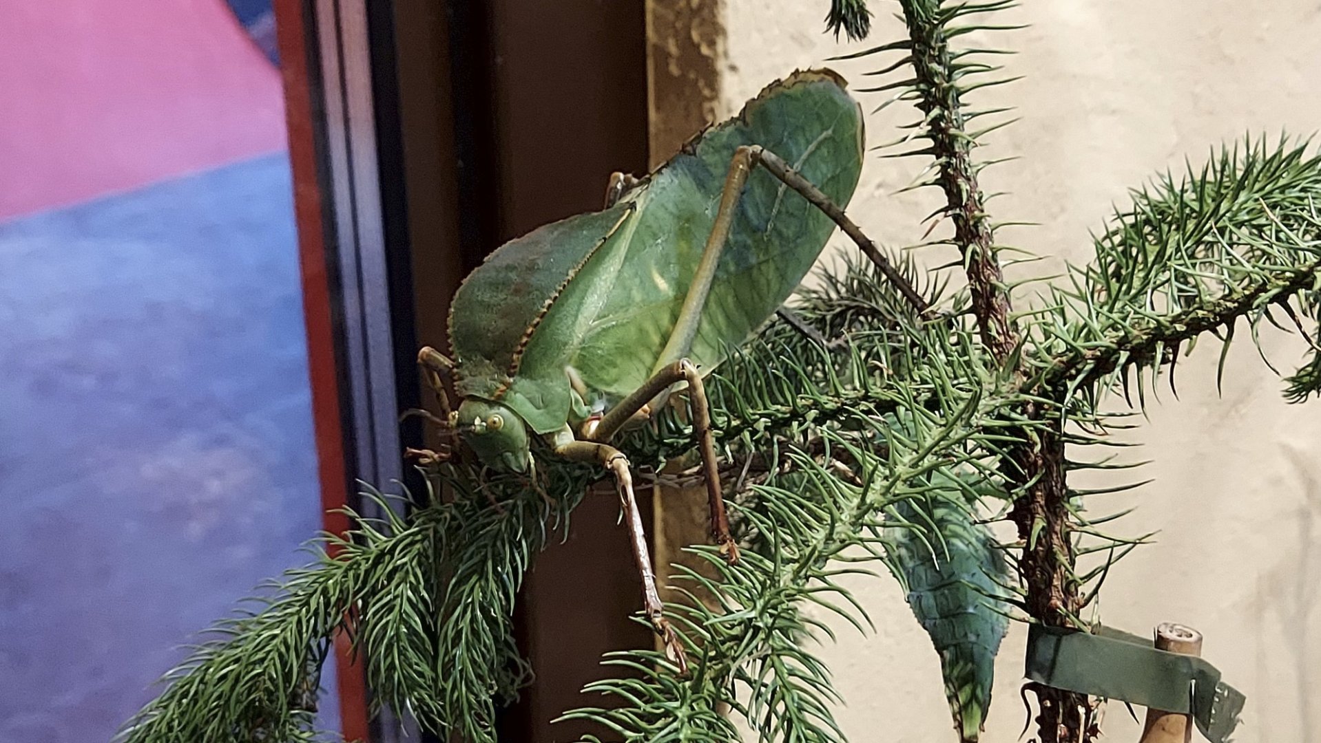 Insect Forest giant katydid