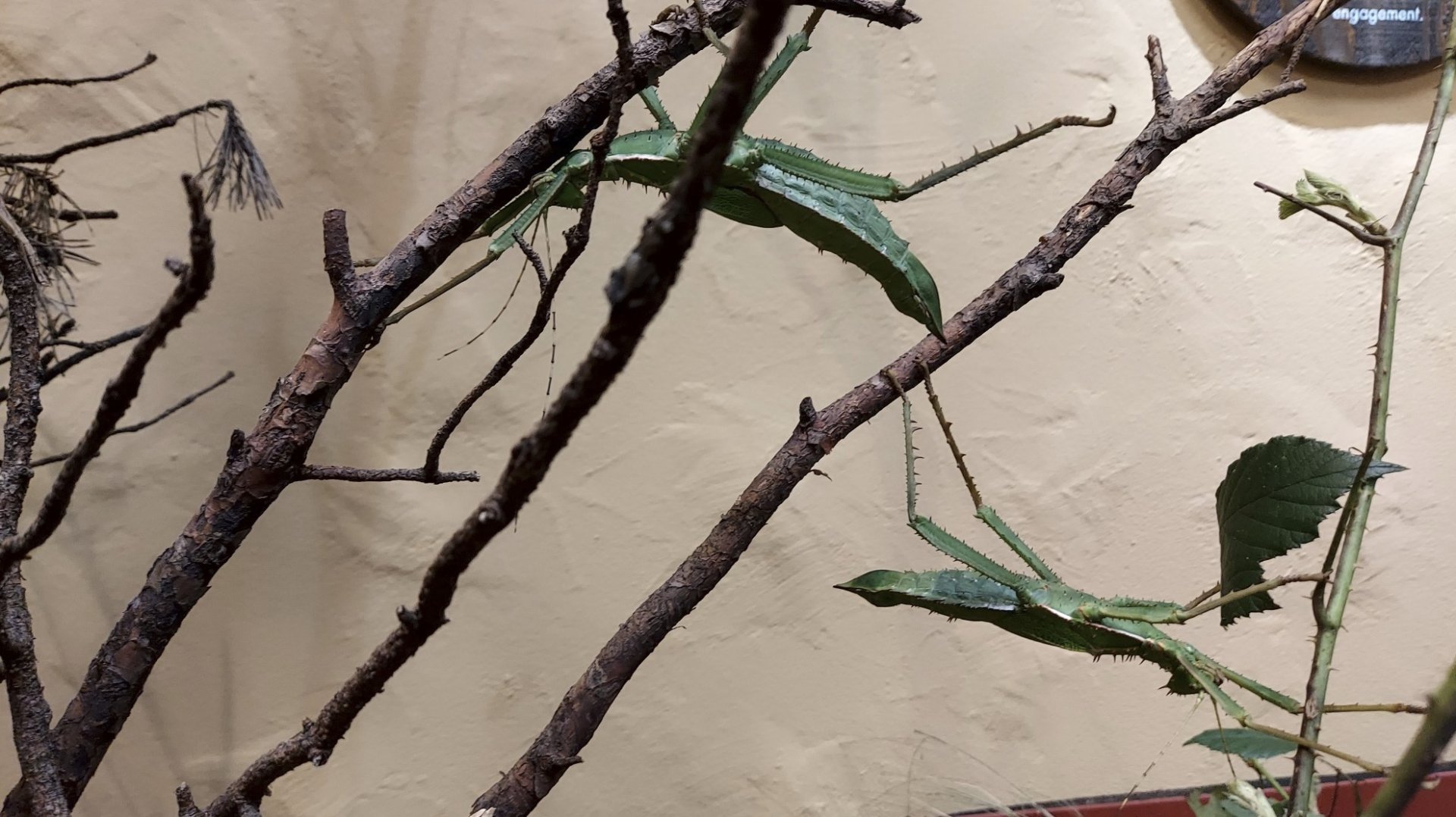 Insect Forest Malaysian stick insect