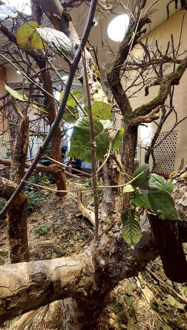 Insect Forest stick insect