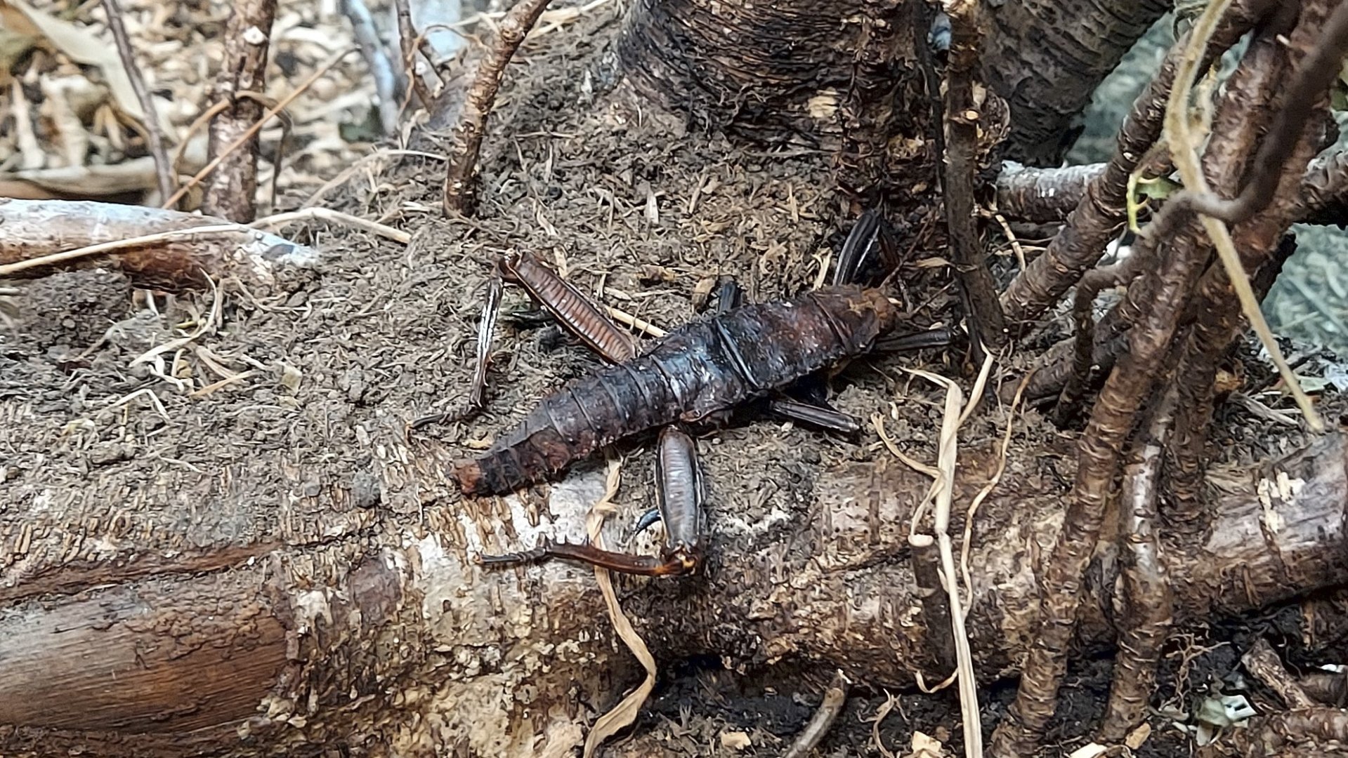 Insect Forest thorny devil stick insect