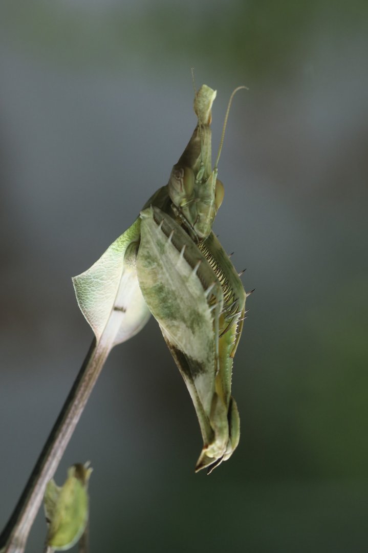 Insect house - Ghost mantis