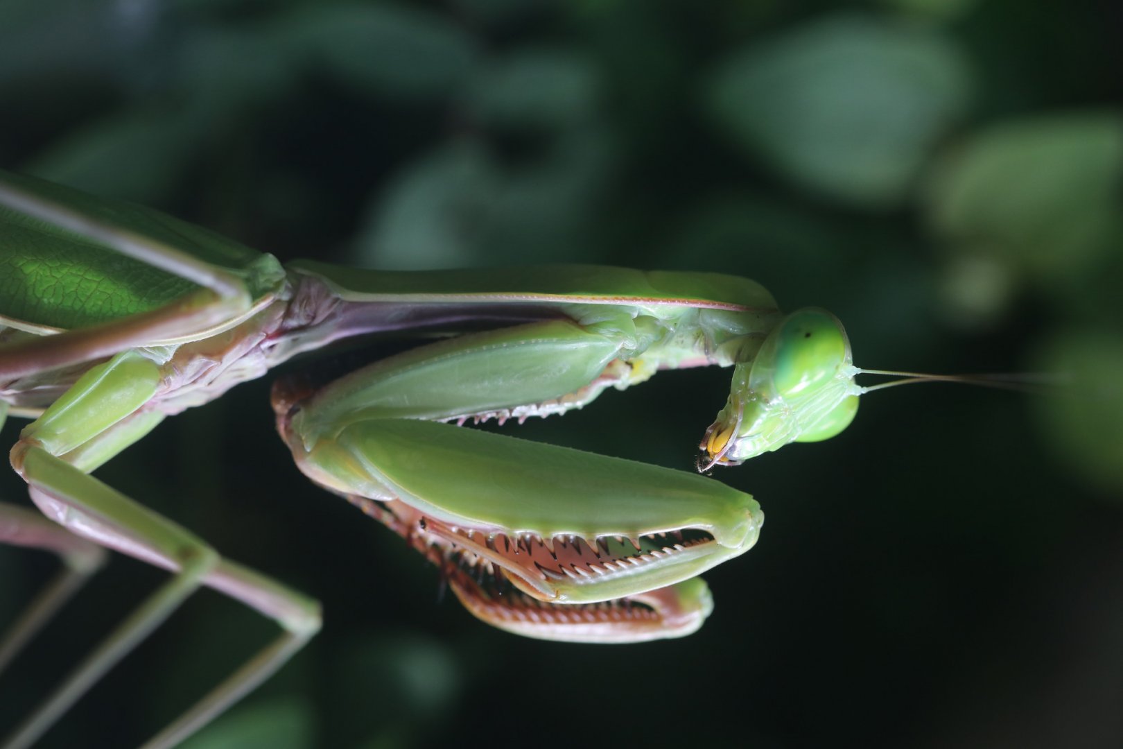 Insect house - Mantis