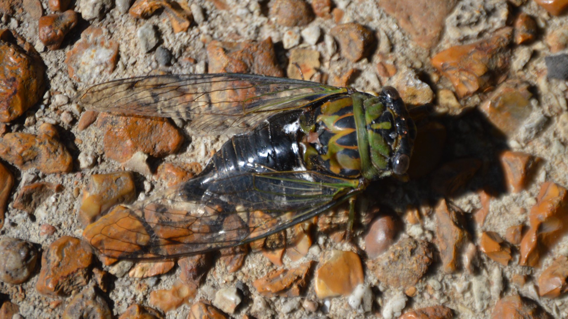 Insect ID (Chicago, Summer 2018)