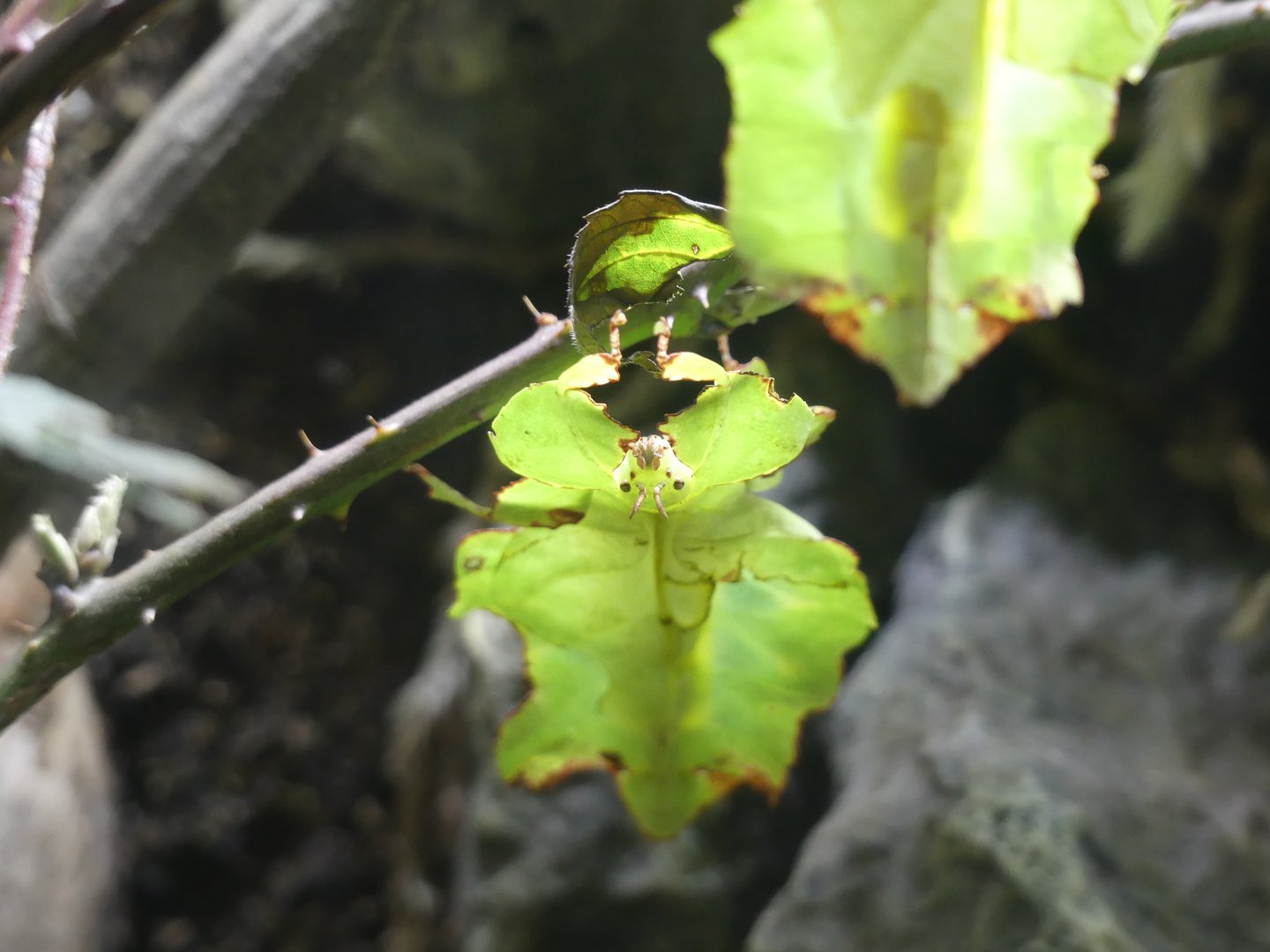 Insect ID - taken at Chester Zoo on 19.02.25