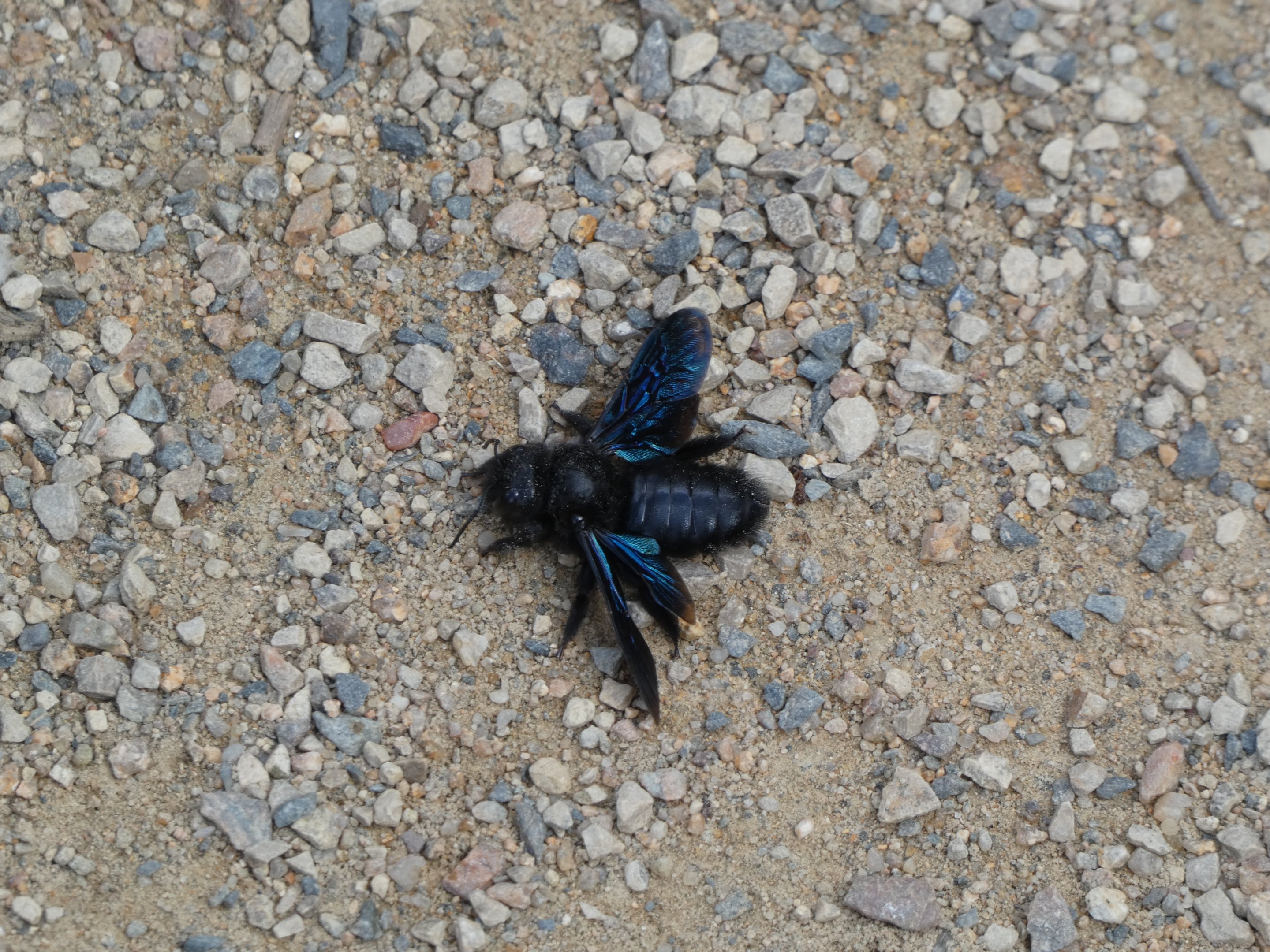 Insect ID? - Zoo Magdeburg