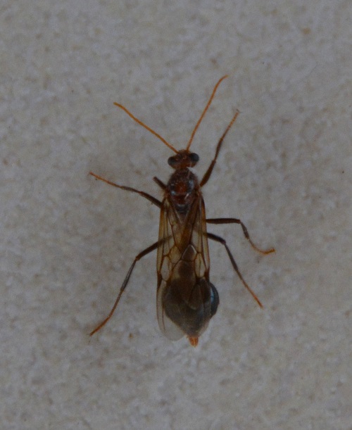 Insect  ID?