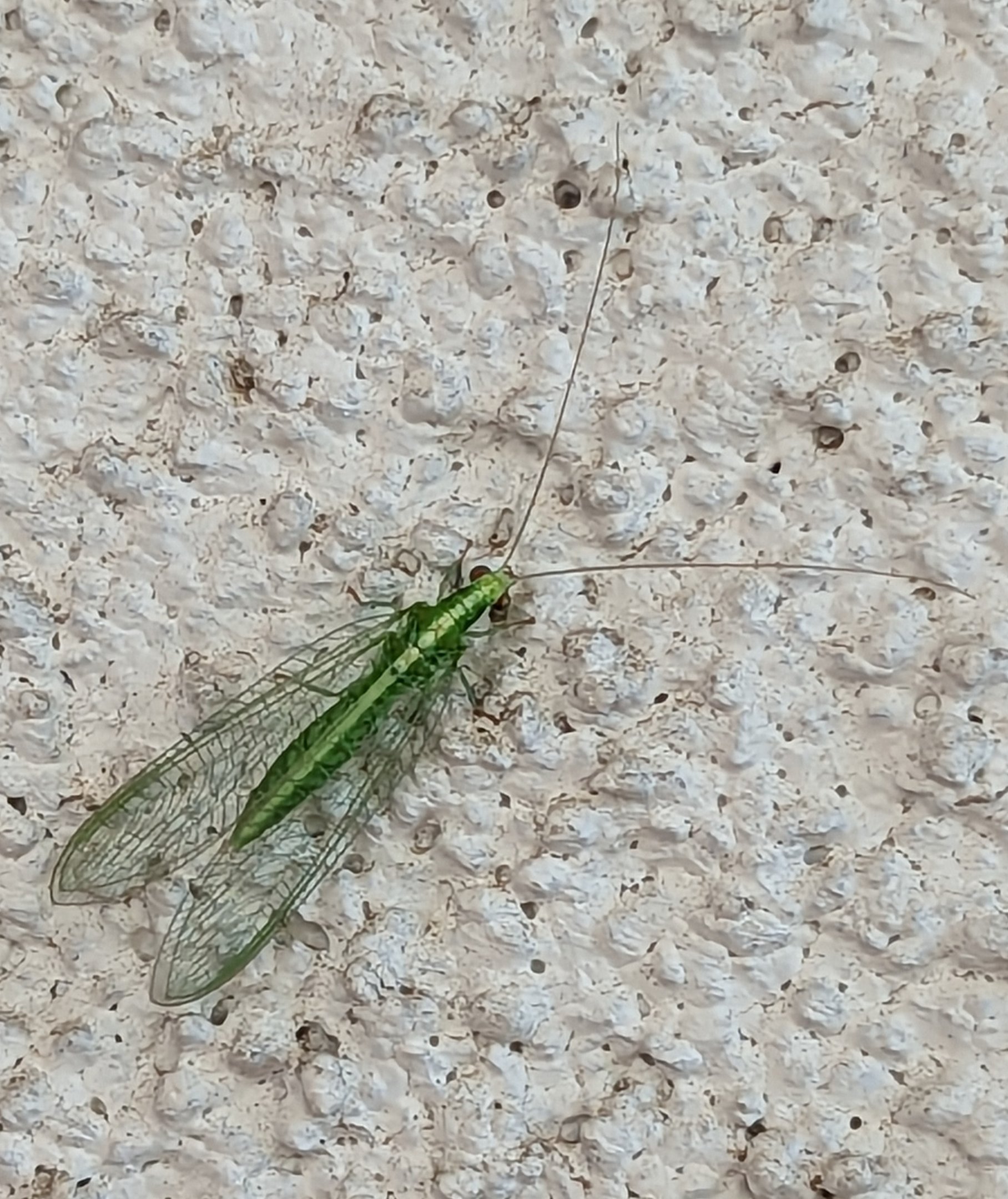 Insect ID?