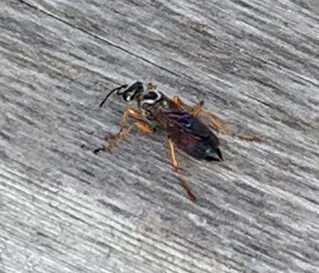 Insect ID?