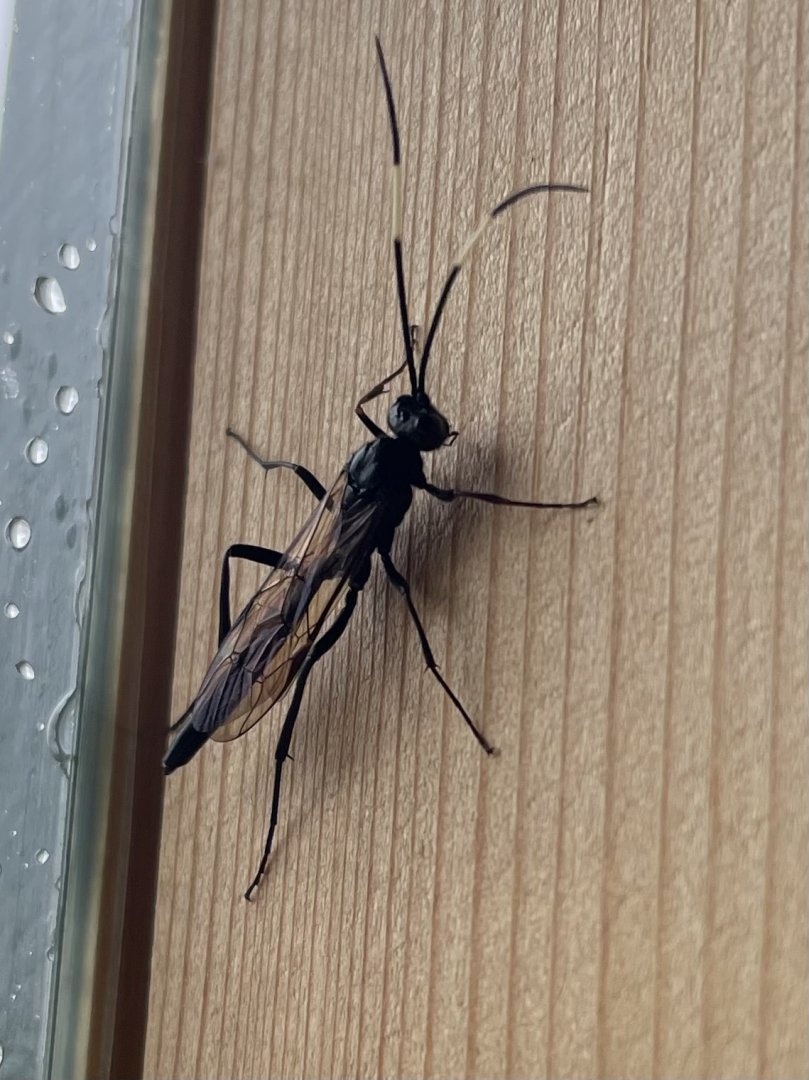 Insect ID