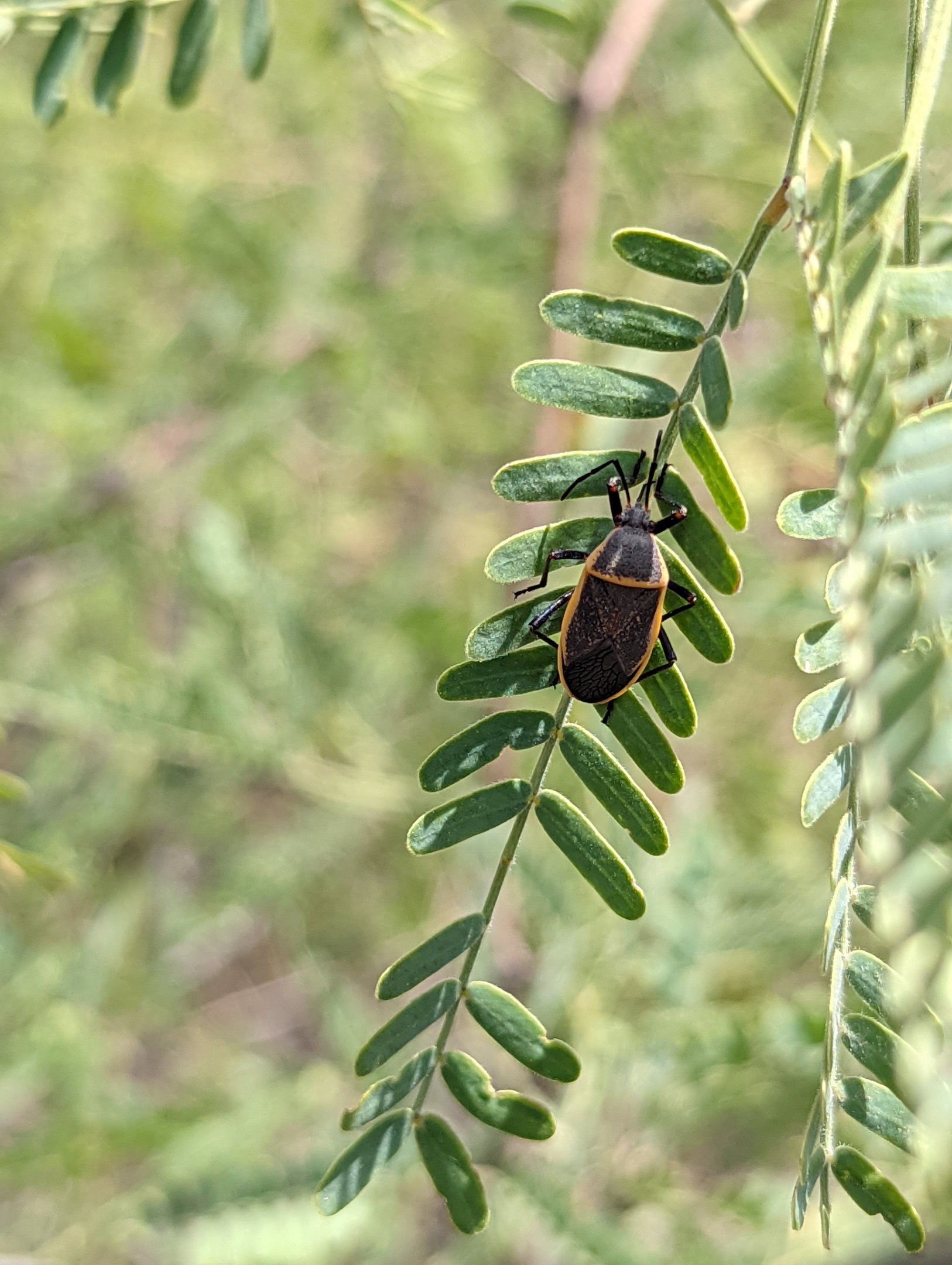 Insect Identification?