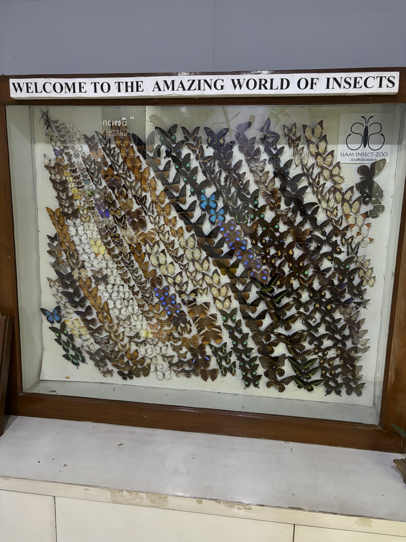 Insect Museum
