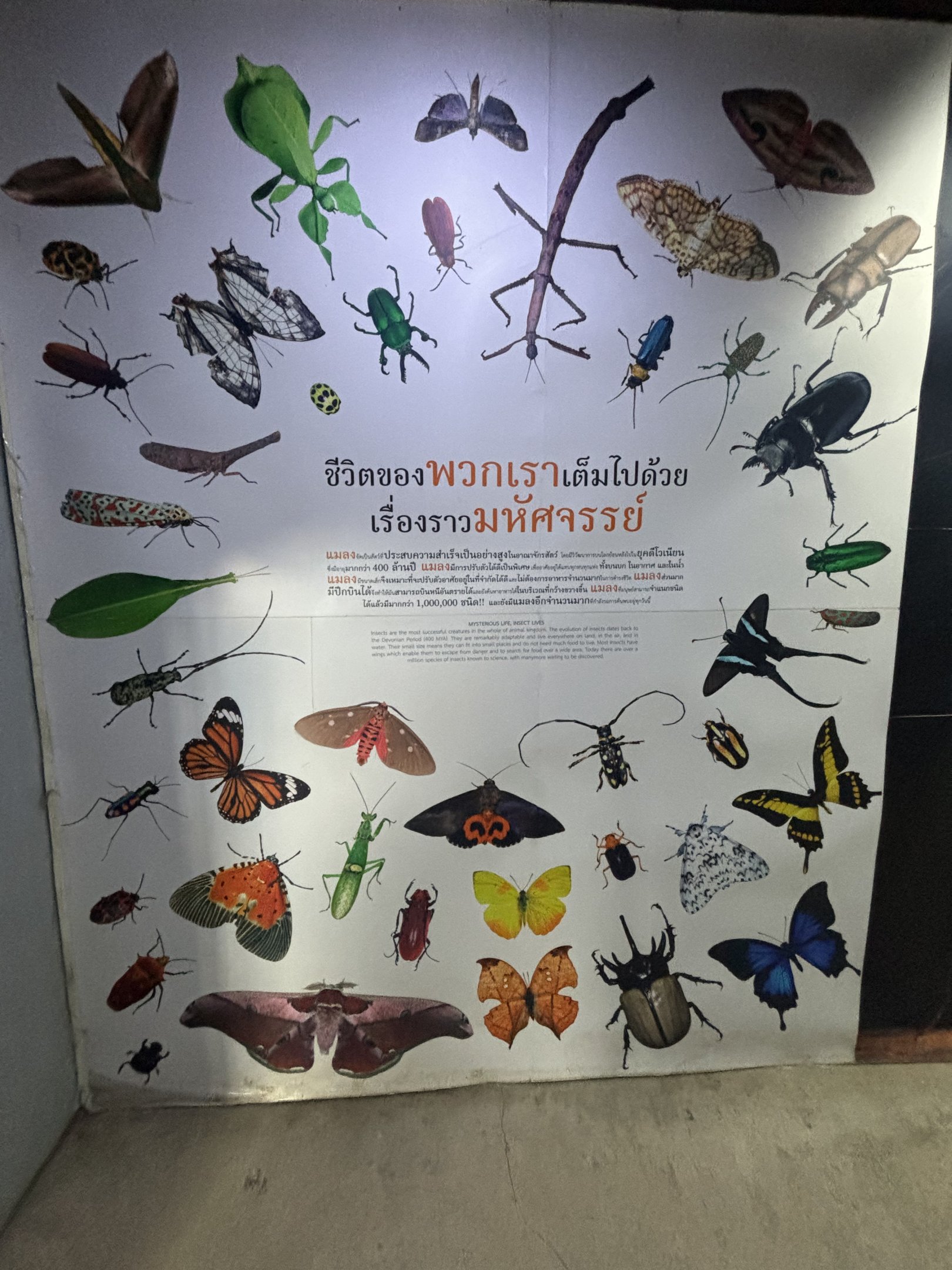 Insect Museum