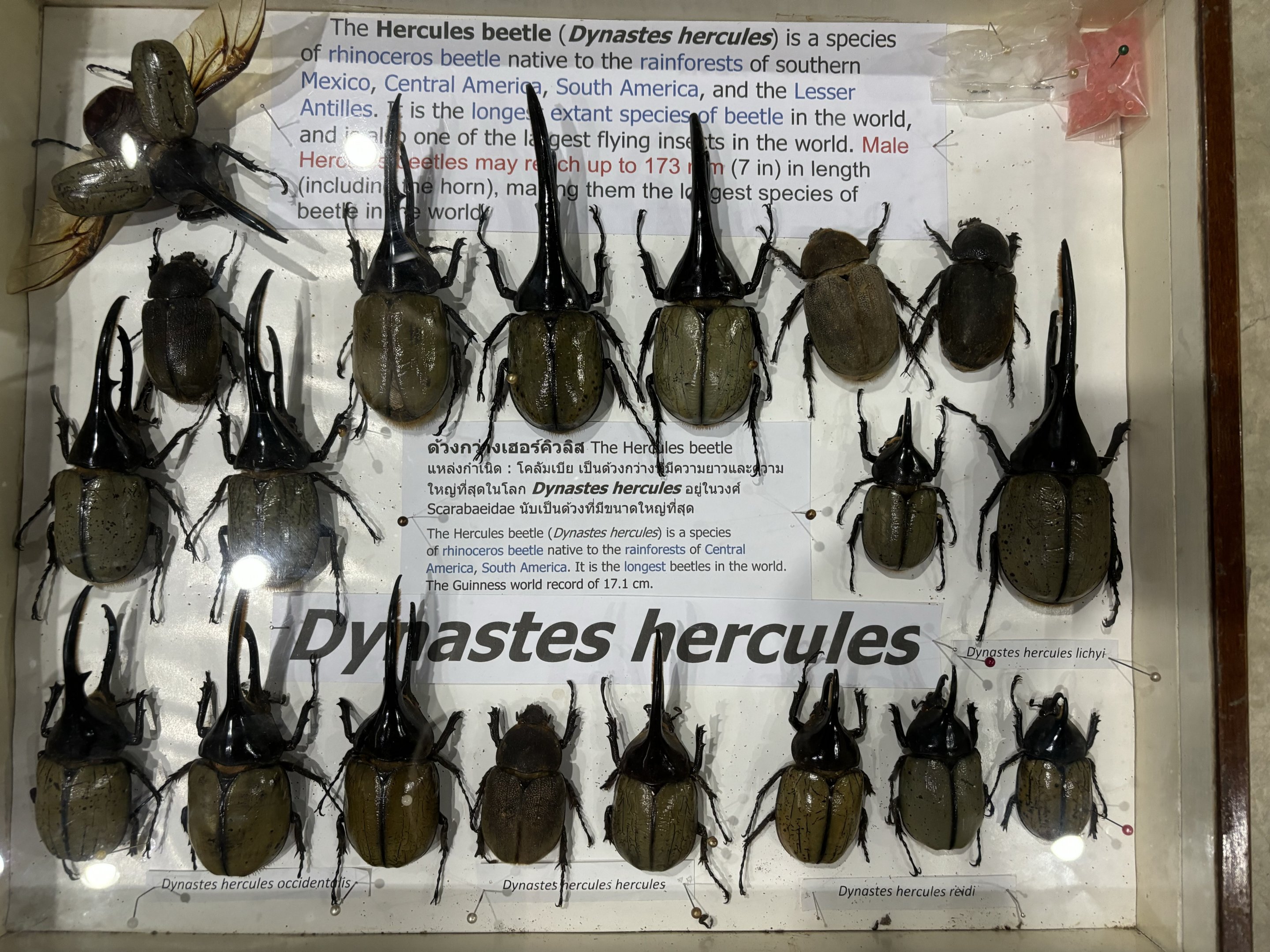 Insect Museum