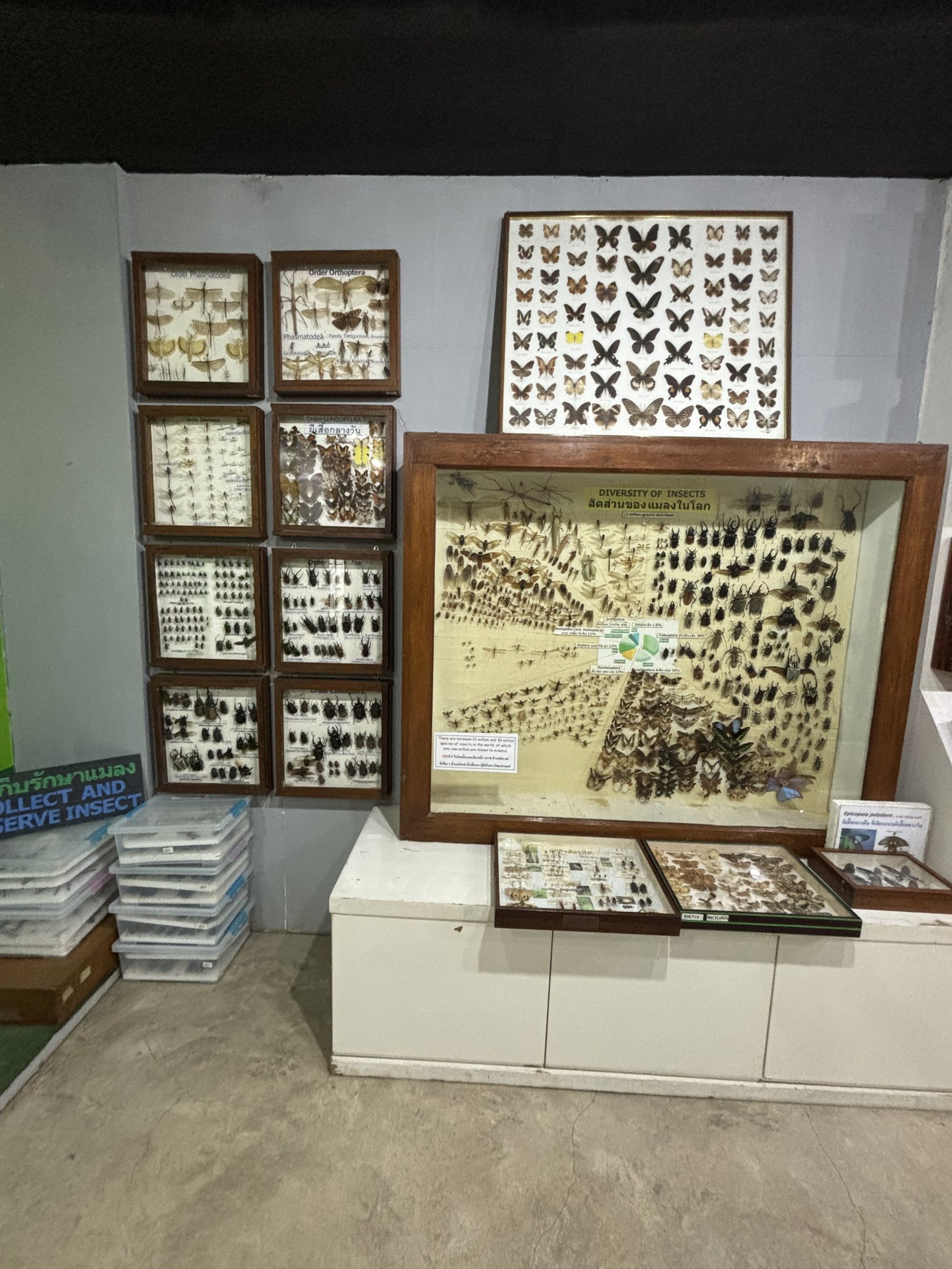 Insect Museum