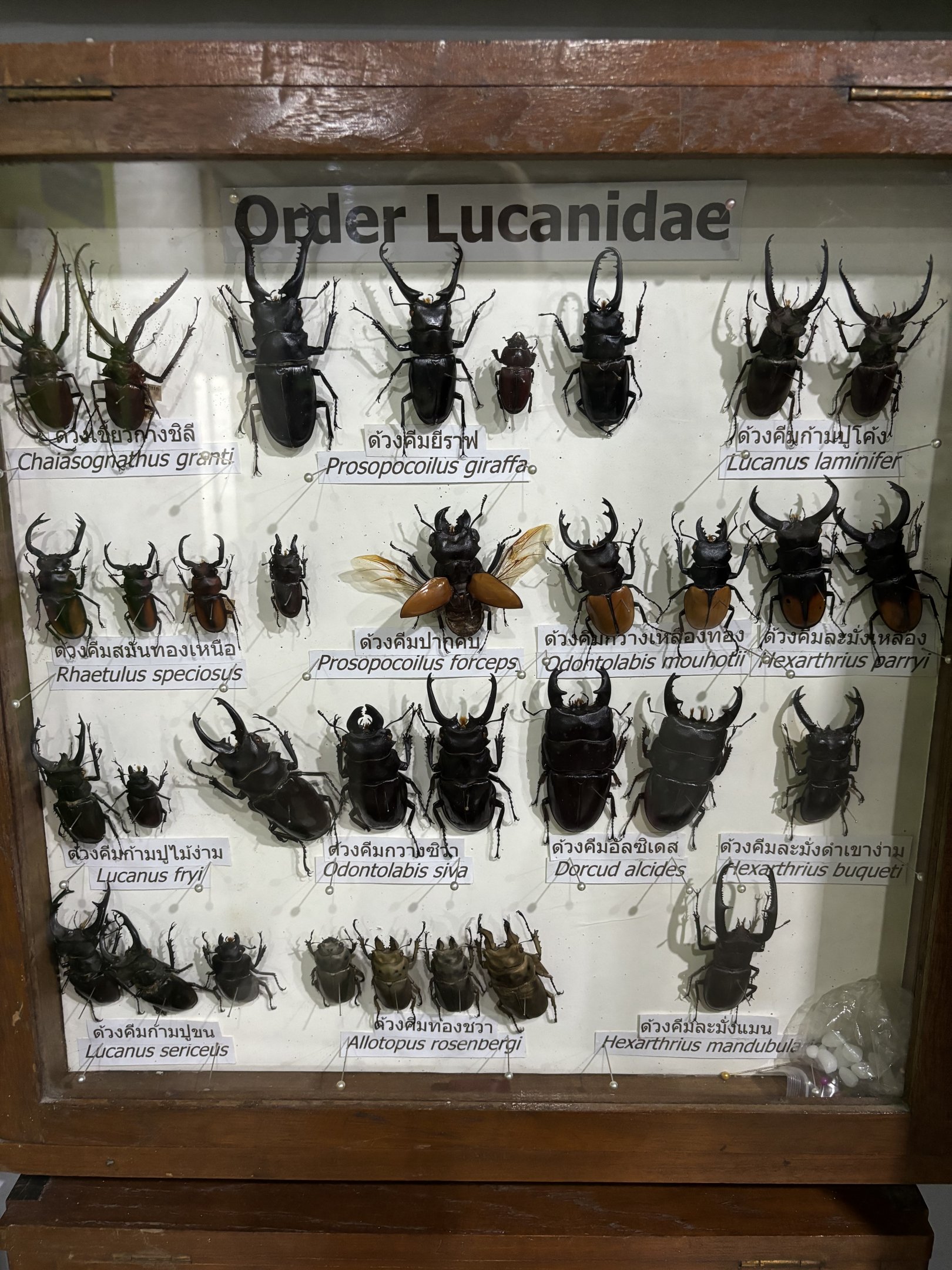Insect Museum