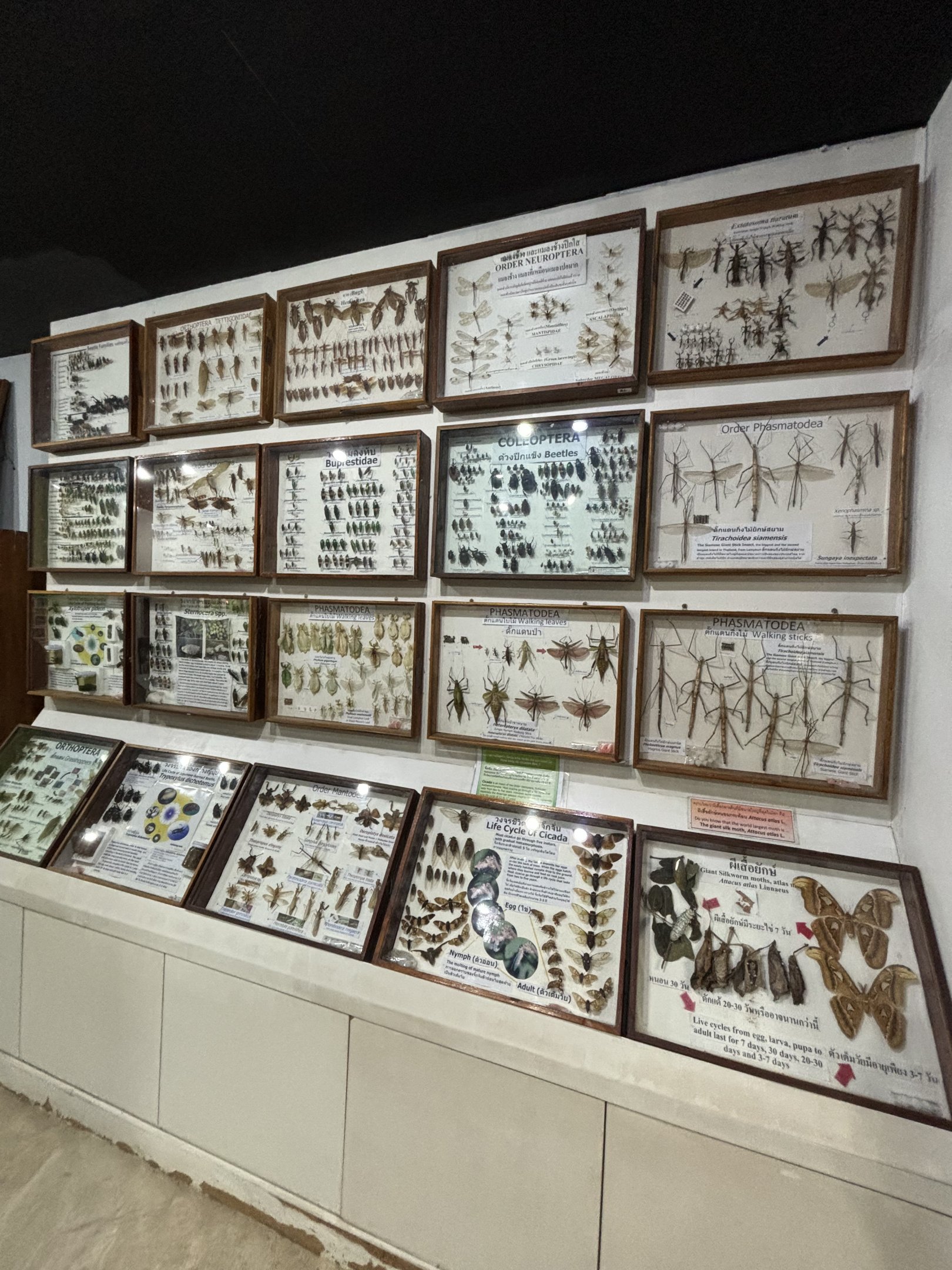 Insect Museum