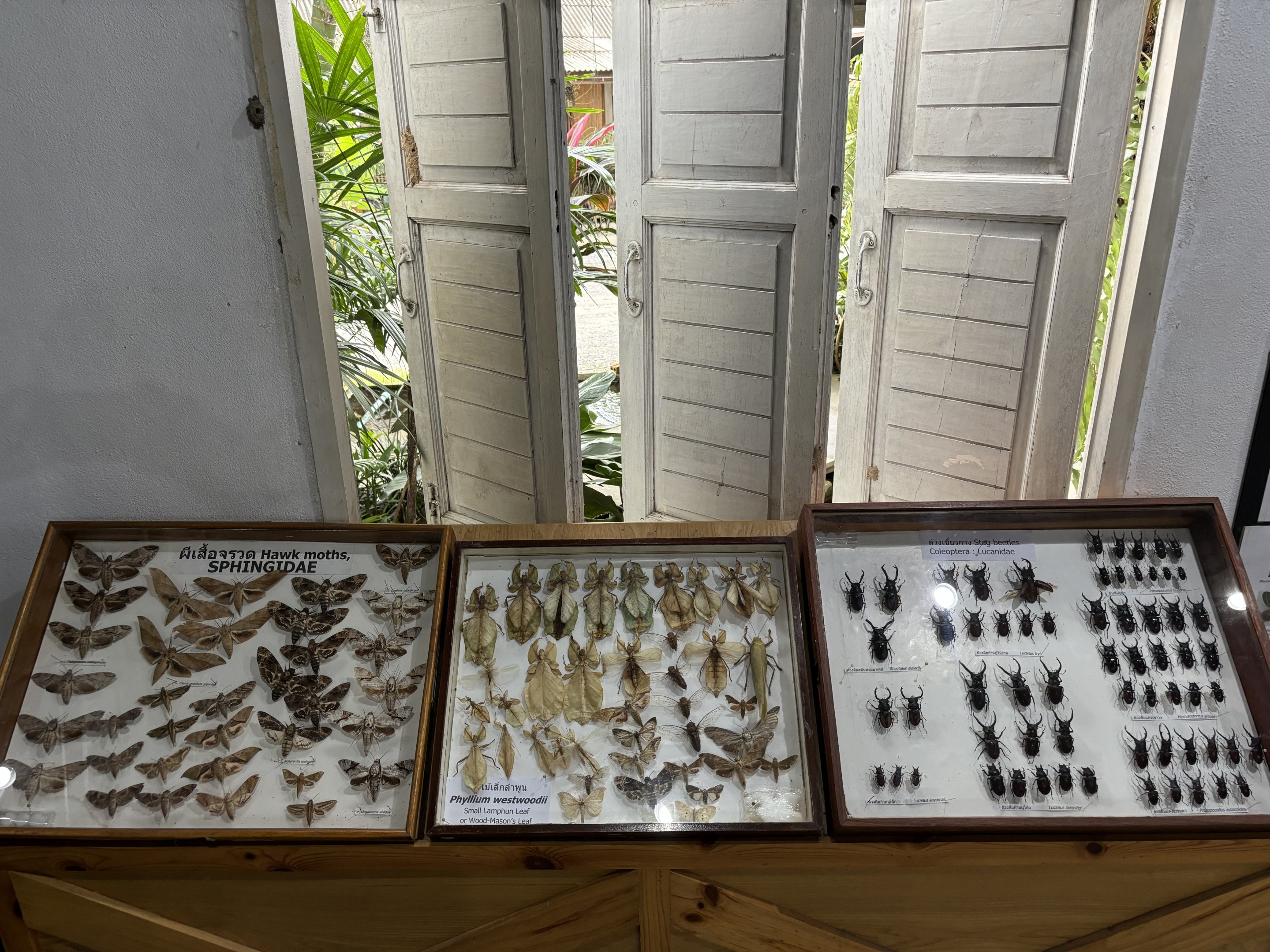 Insect Museum