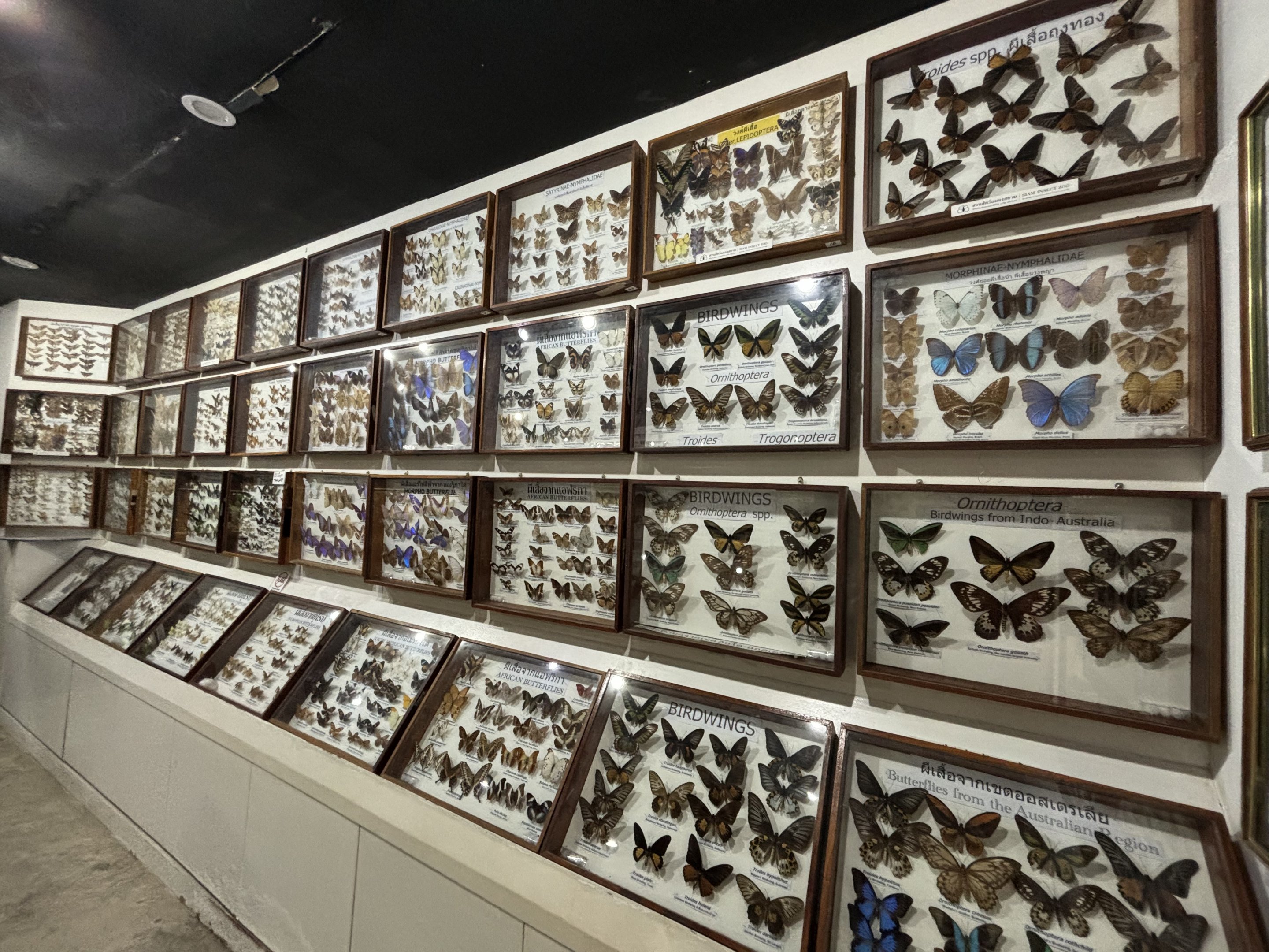 Insect Museum