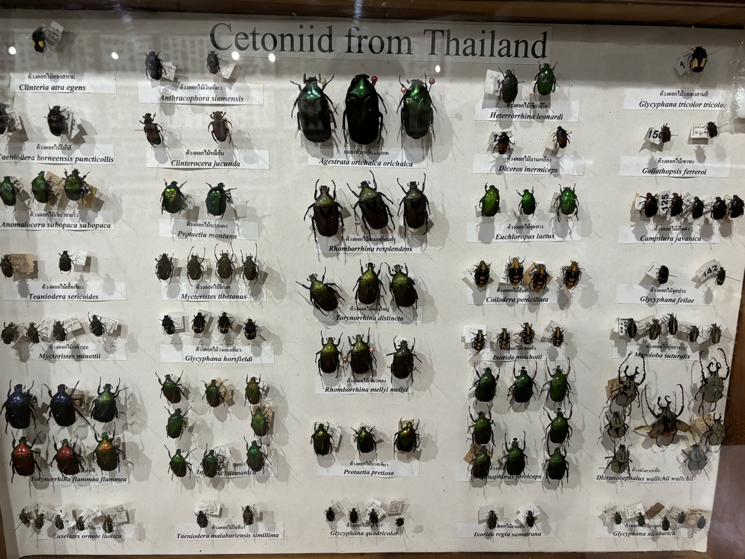 Insect Museum