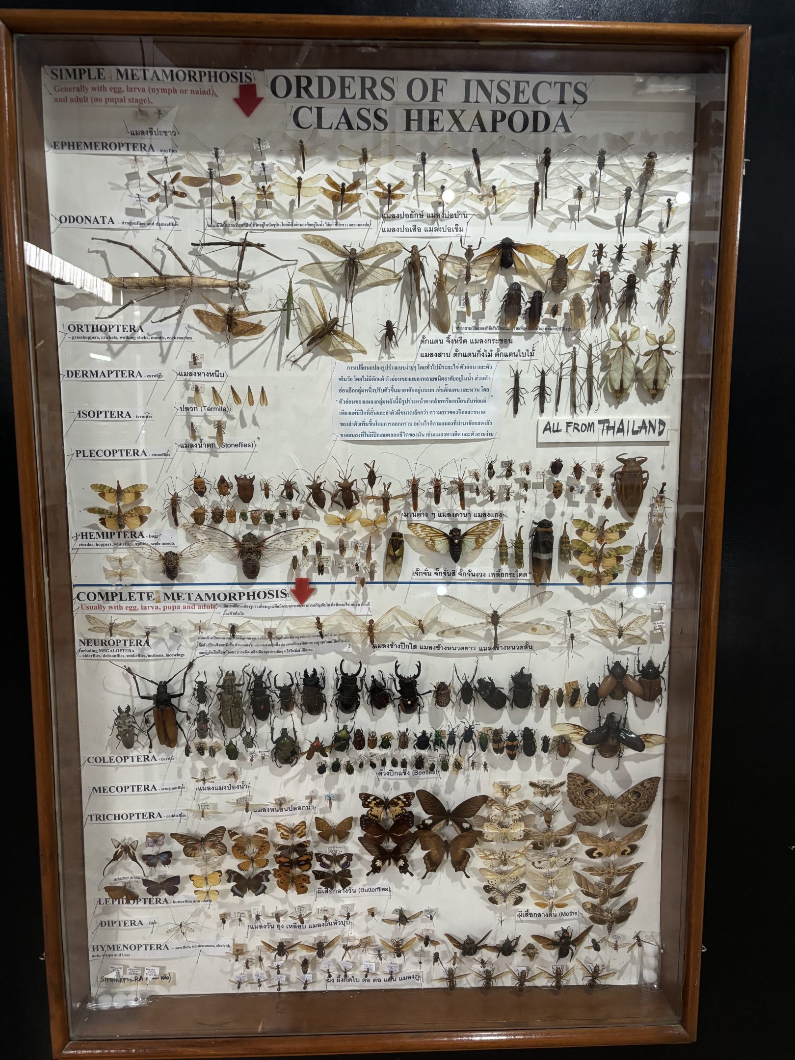 Insect Museum