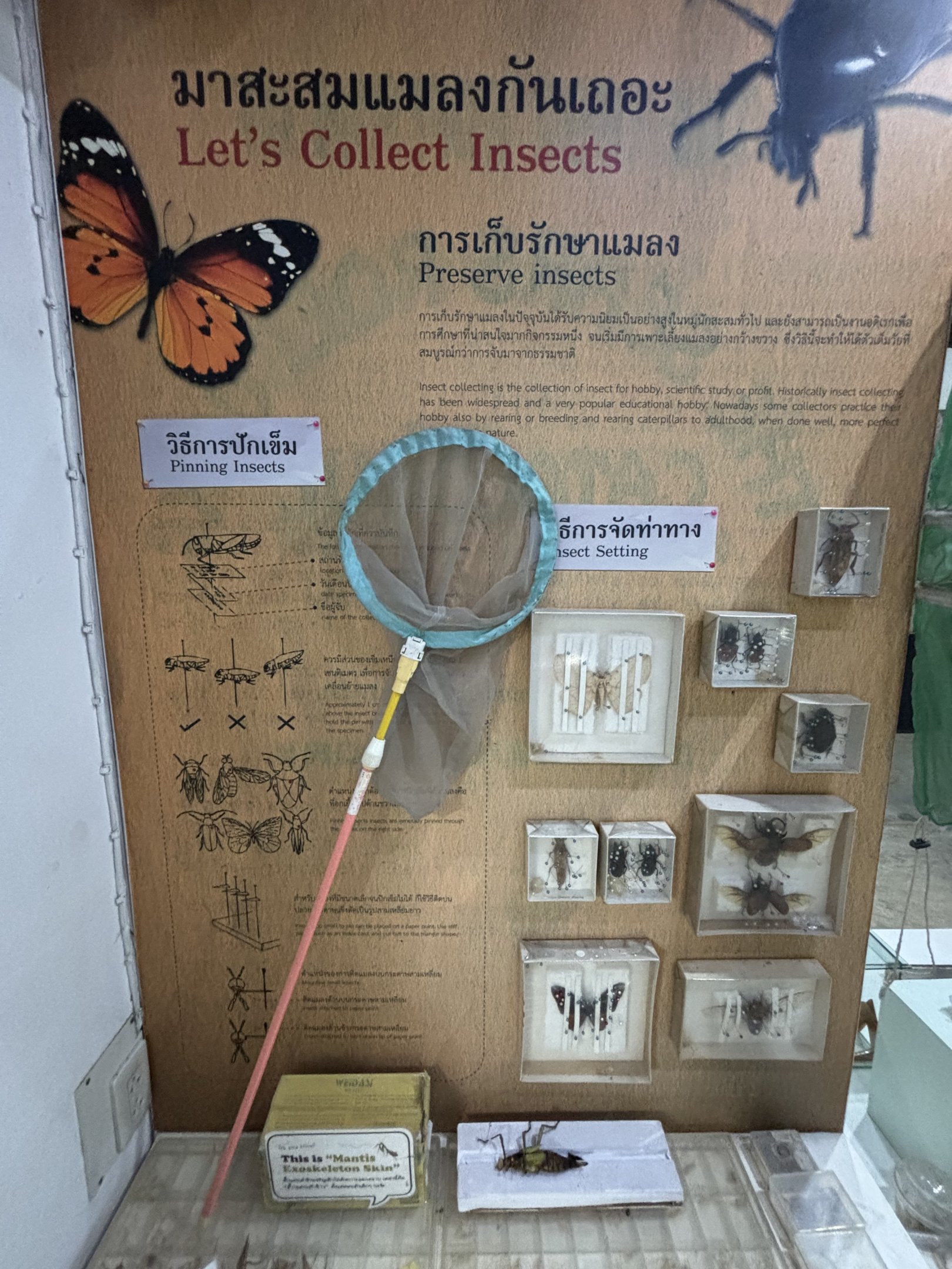 Insect Museum