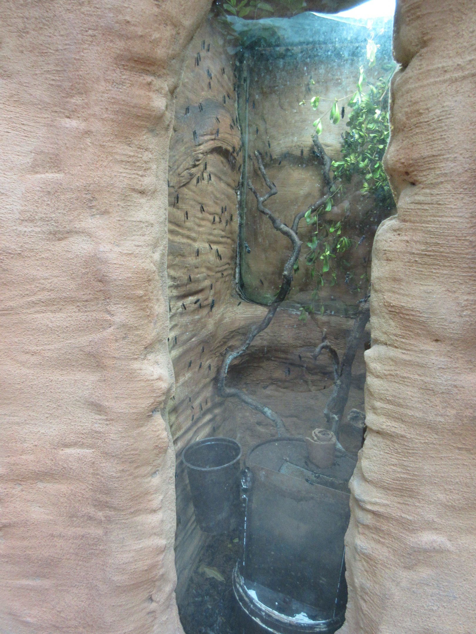 Insect Pavilion - Black Soldier Fly Exhibit