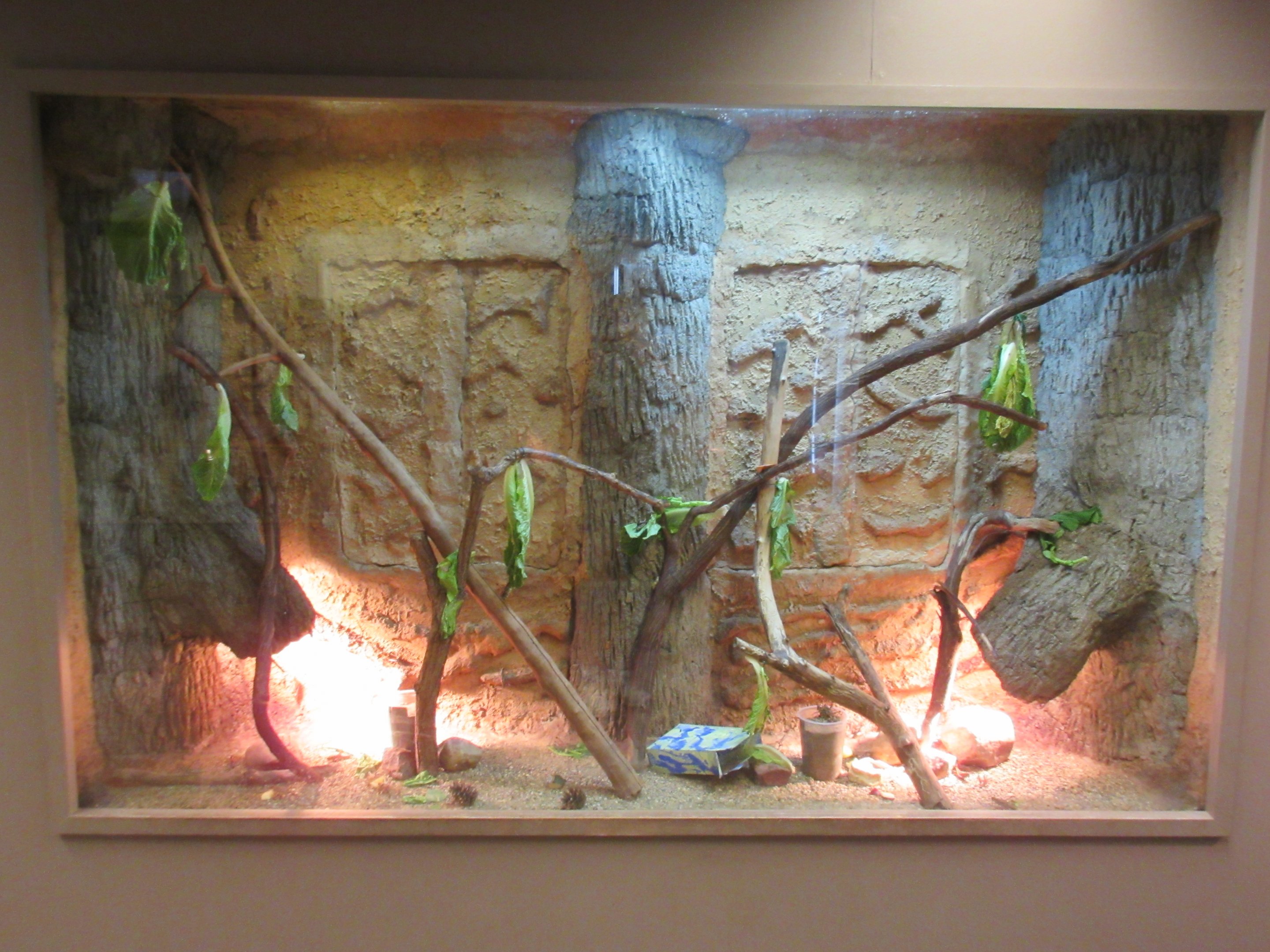 Insect Pavilion - Eastern Lubber Grasshopper/Giant Asian Mantis Exhibit