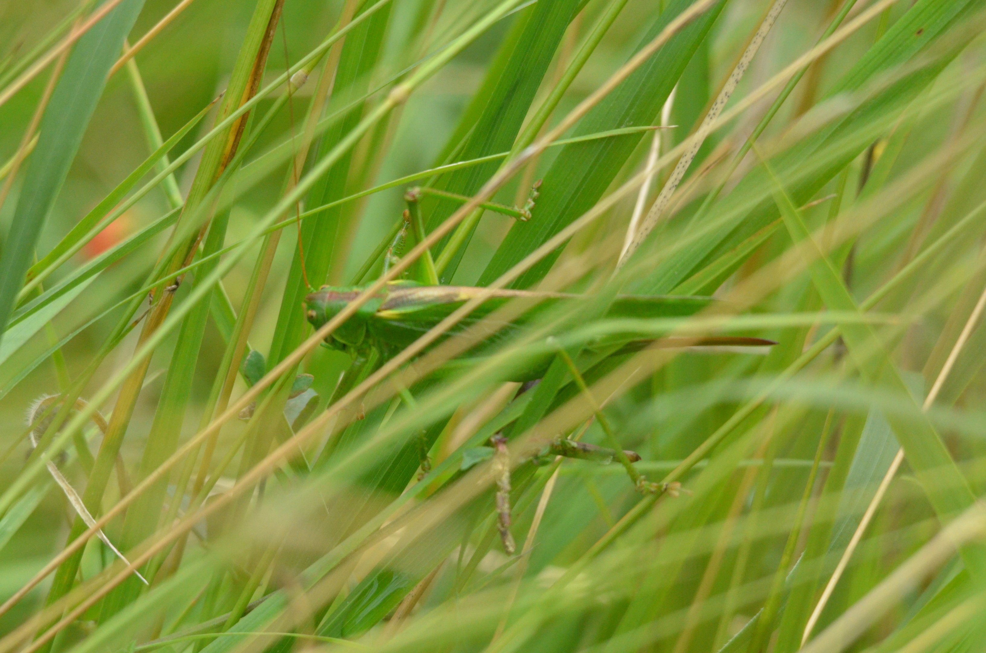 Insect Species ID - Cabarceno, July 2017